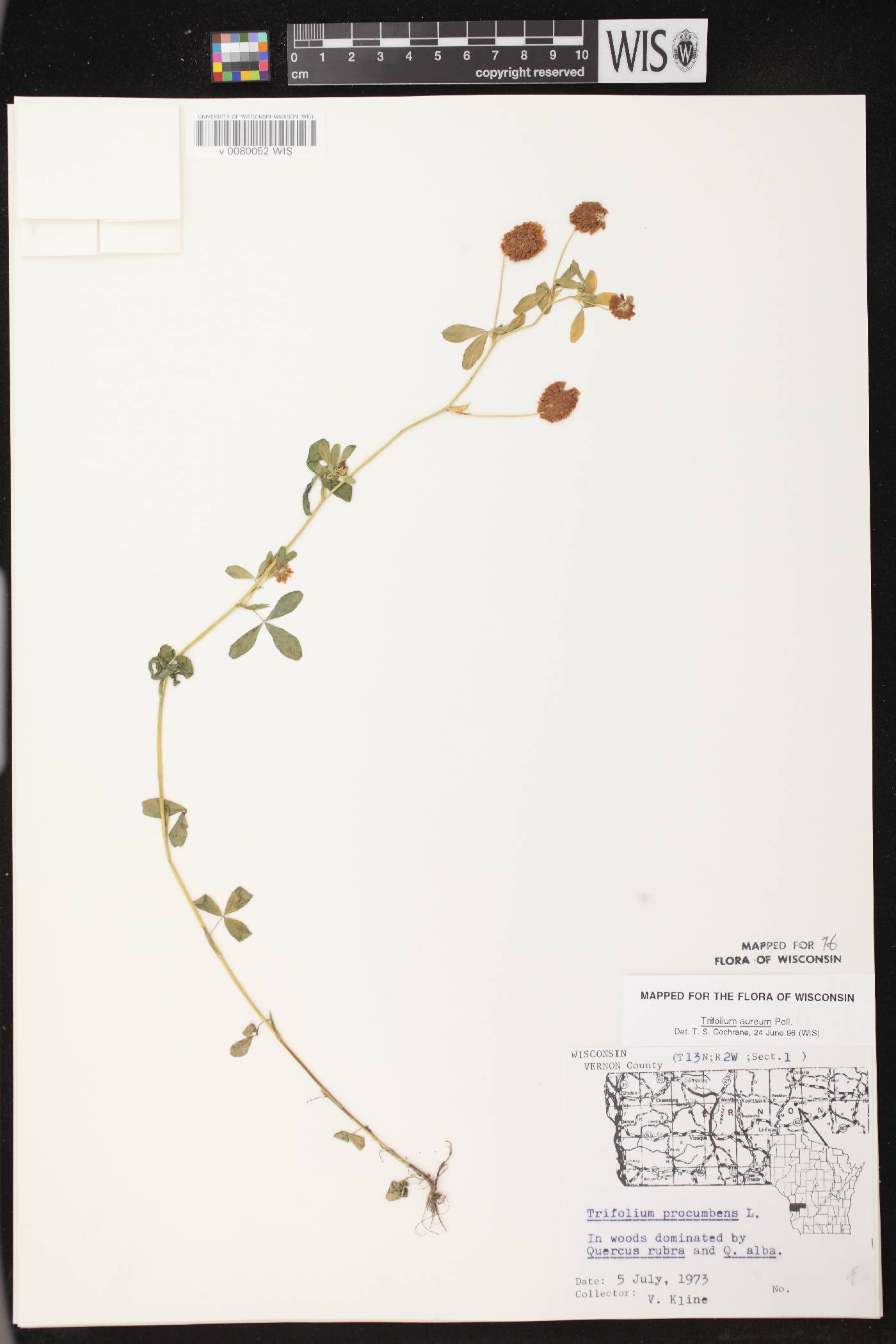 Trifolium aureum image
