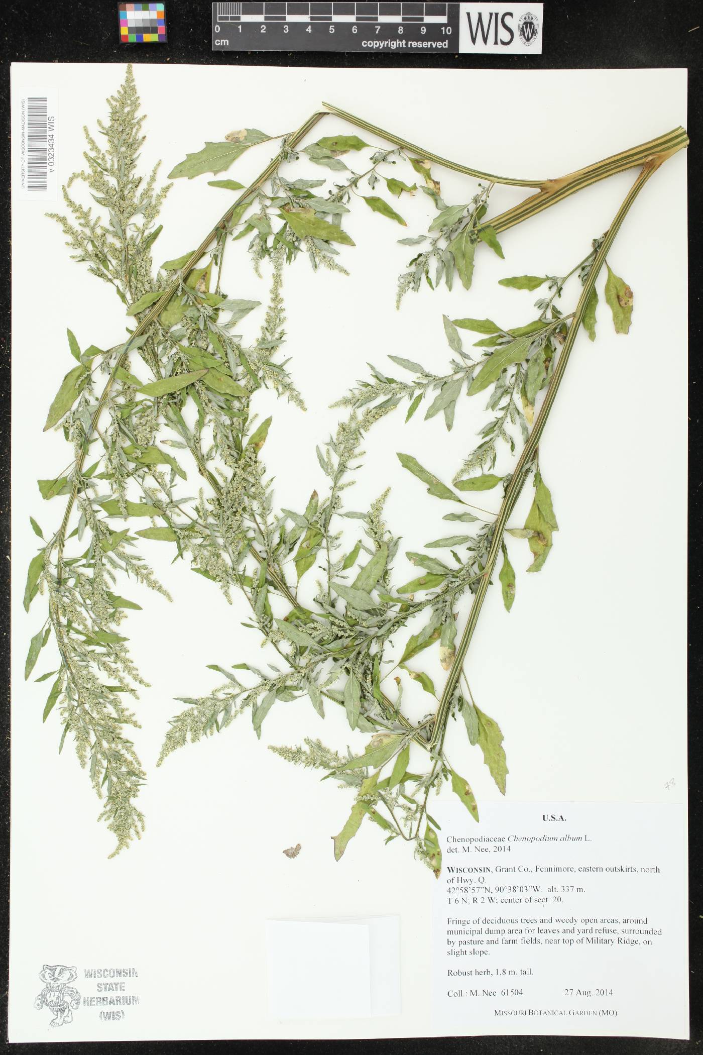 Chenopodium album image