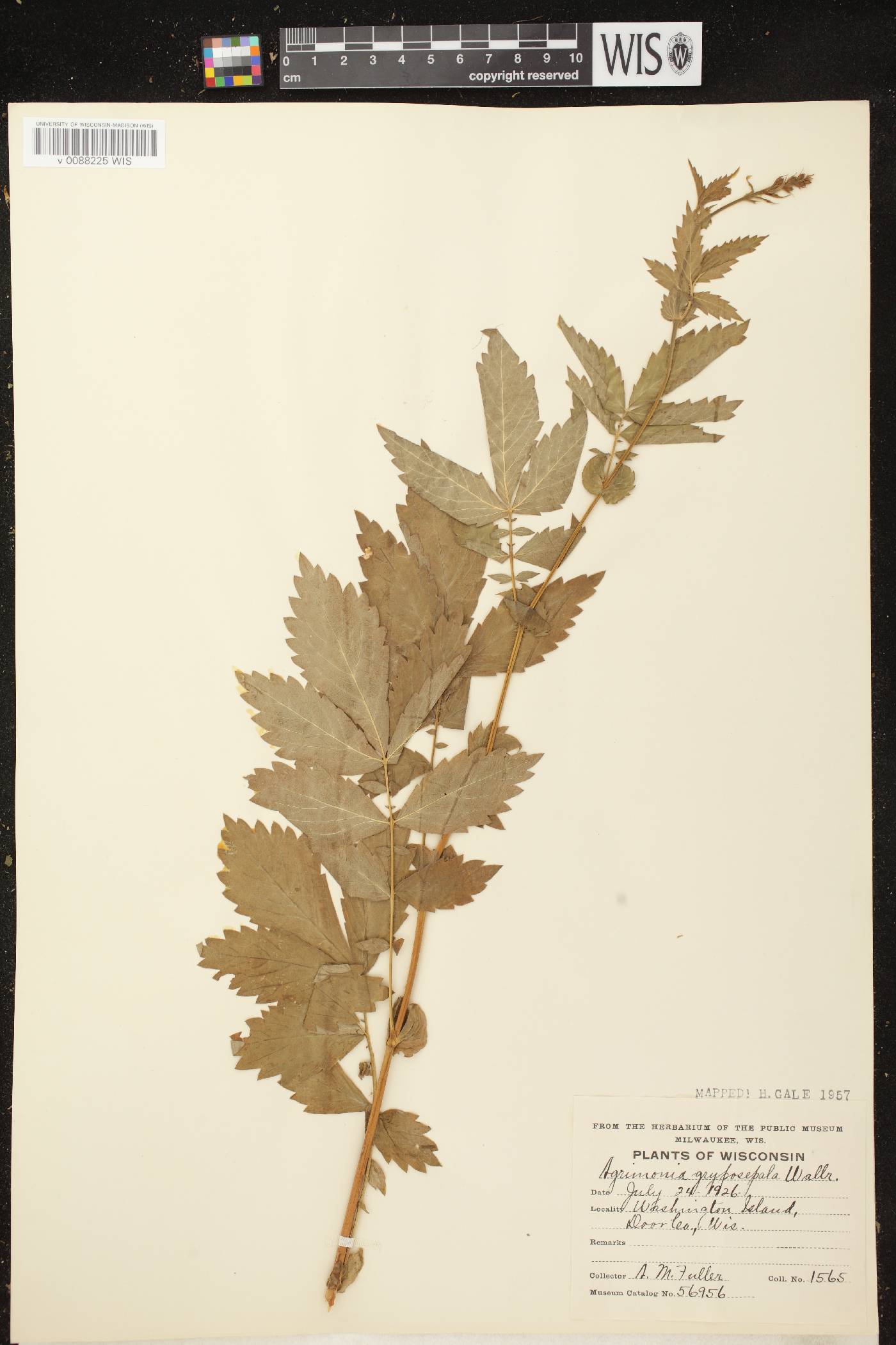 Agrimonia gryposepala image
