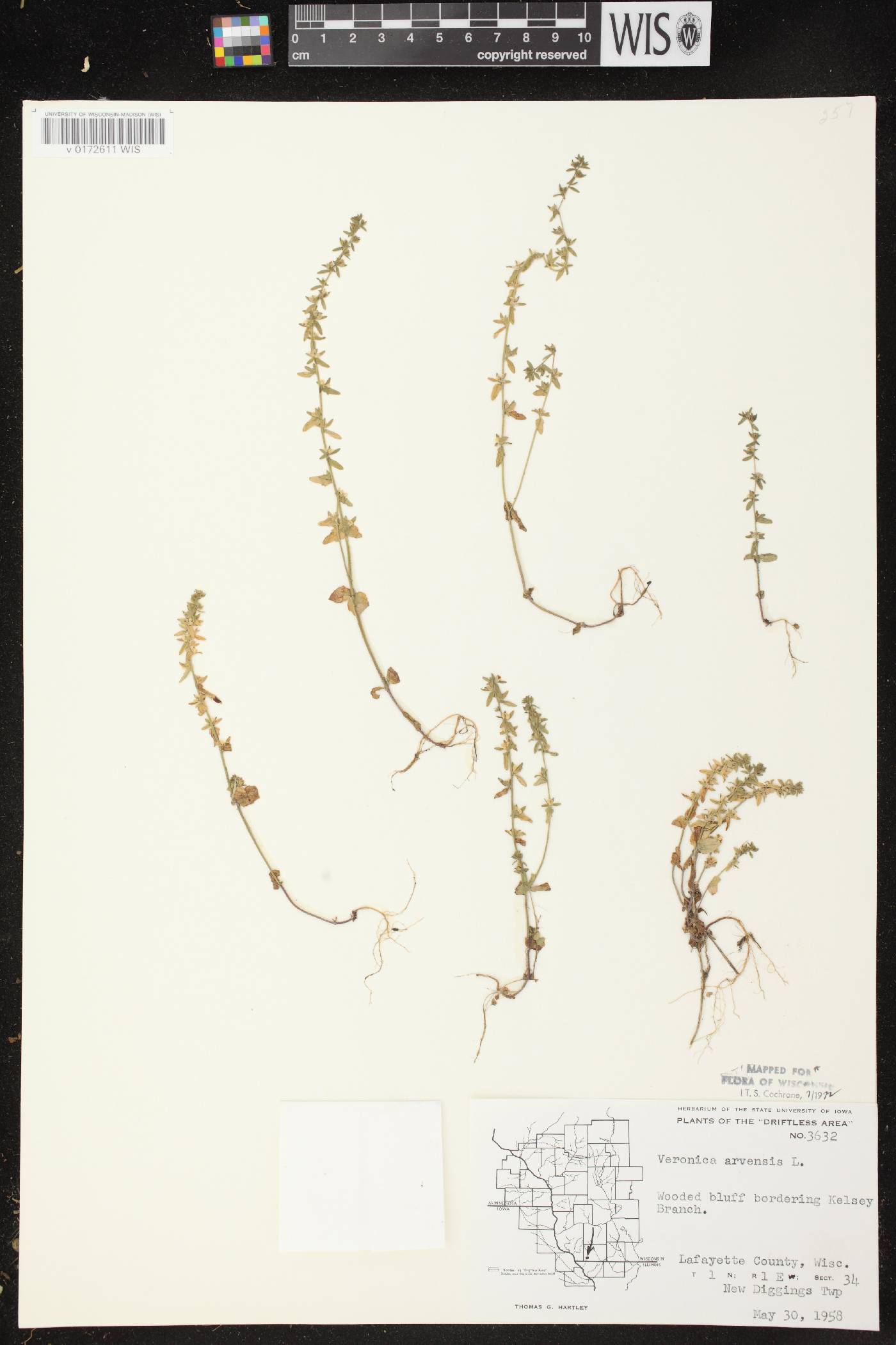 Veronica arvensis image