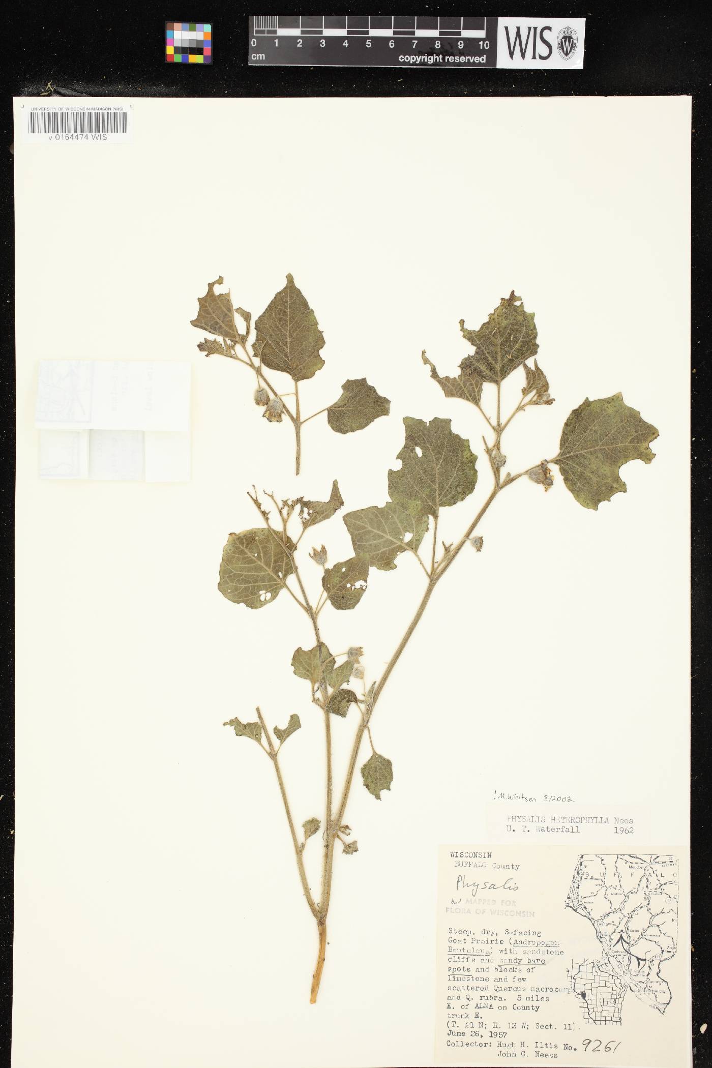 Physalis heterophylla image