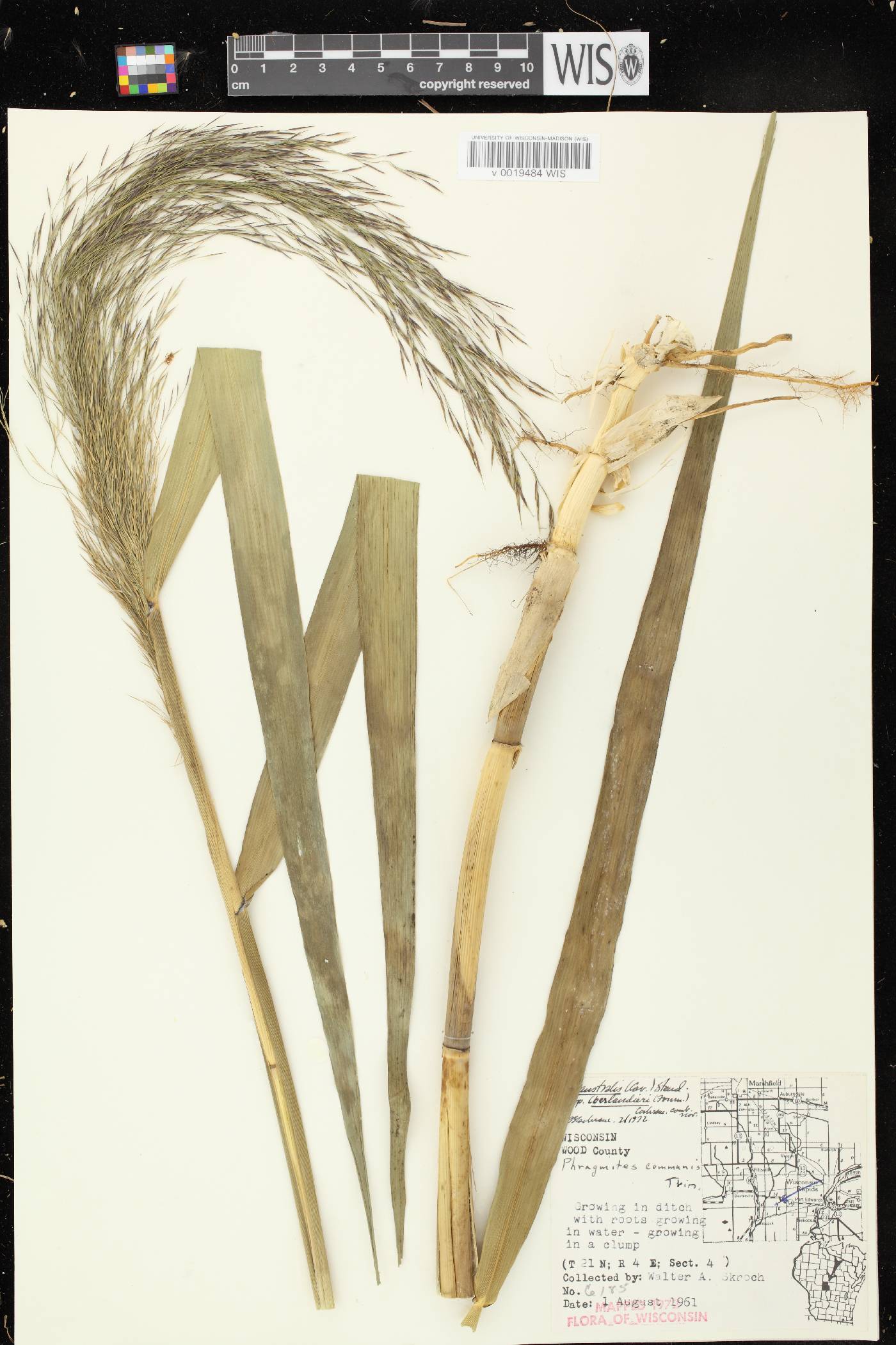 Phragmites australis image