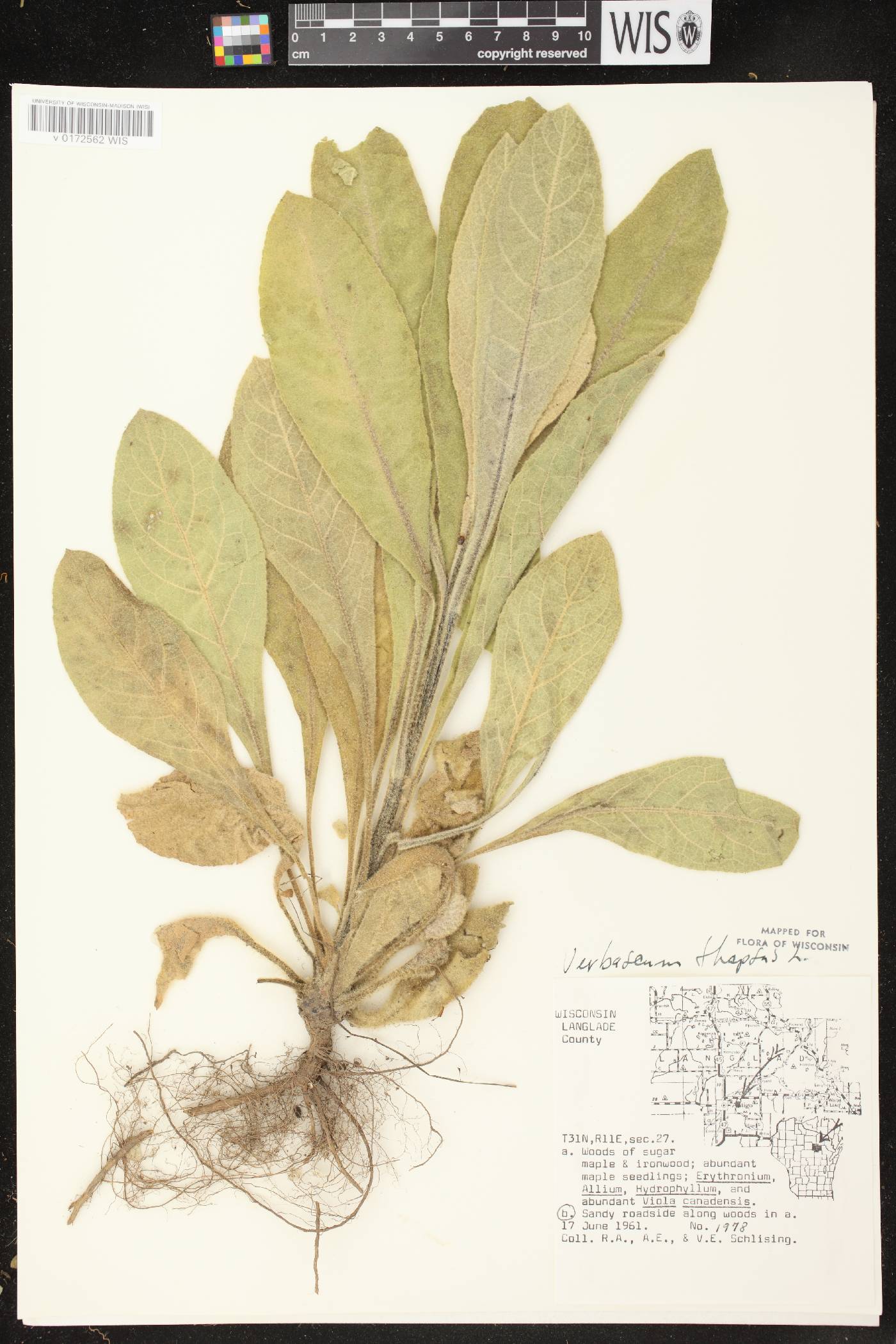 Verbascum thapsus image
