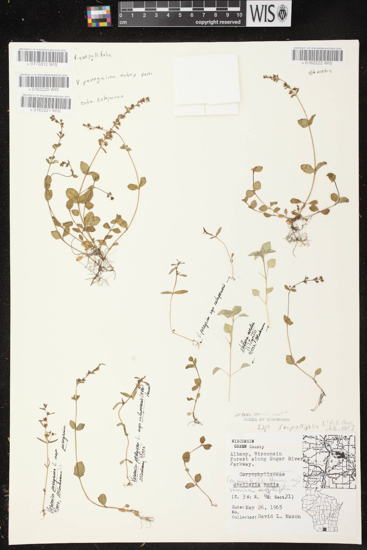 Stellaria media image