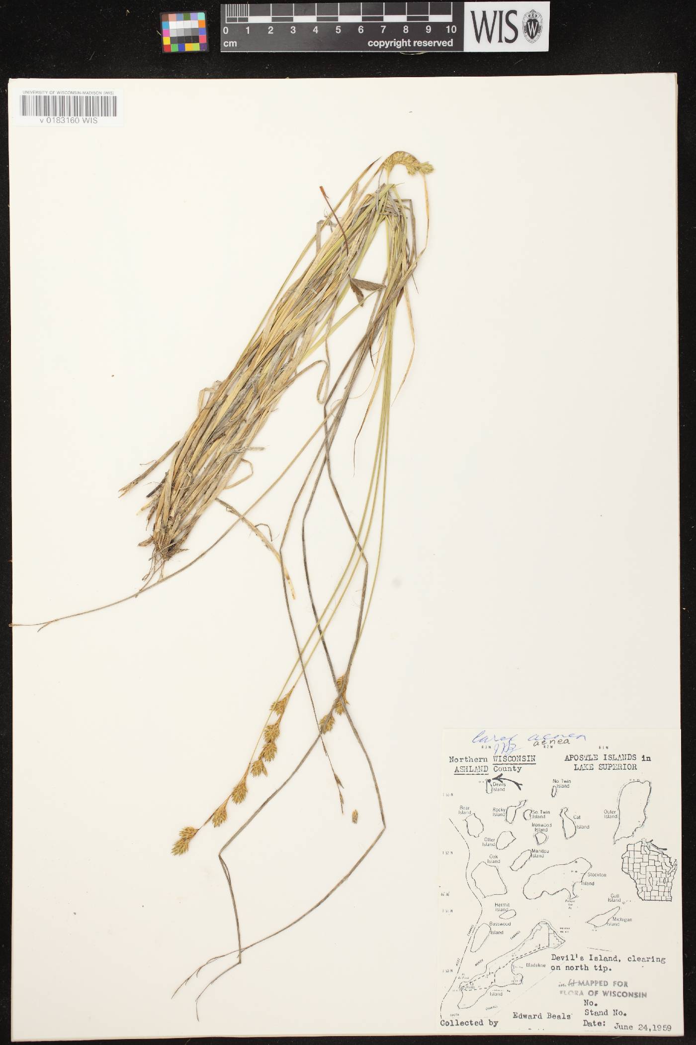 Carex foenea image
