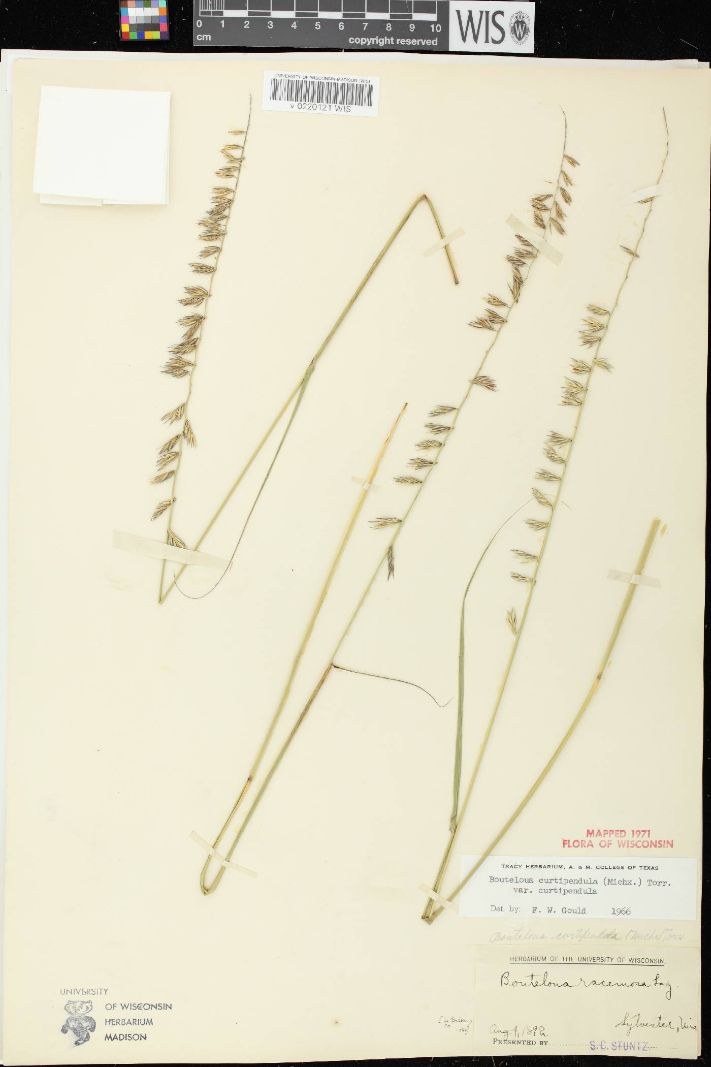 Bouteloua curtipendula image