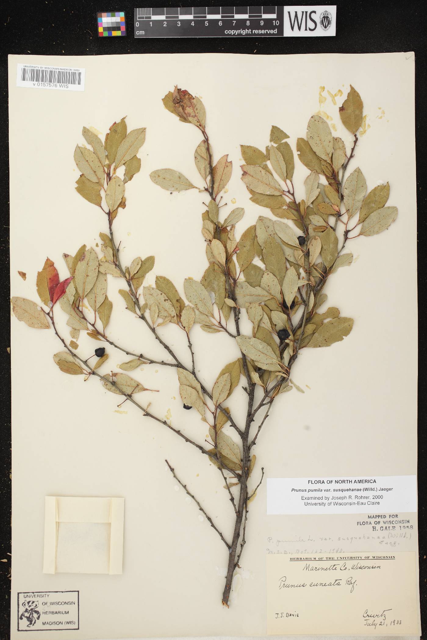 Prunus pumila image