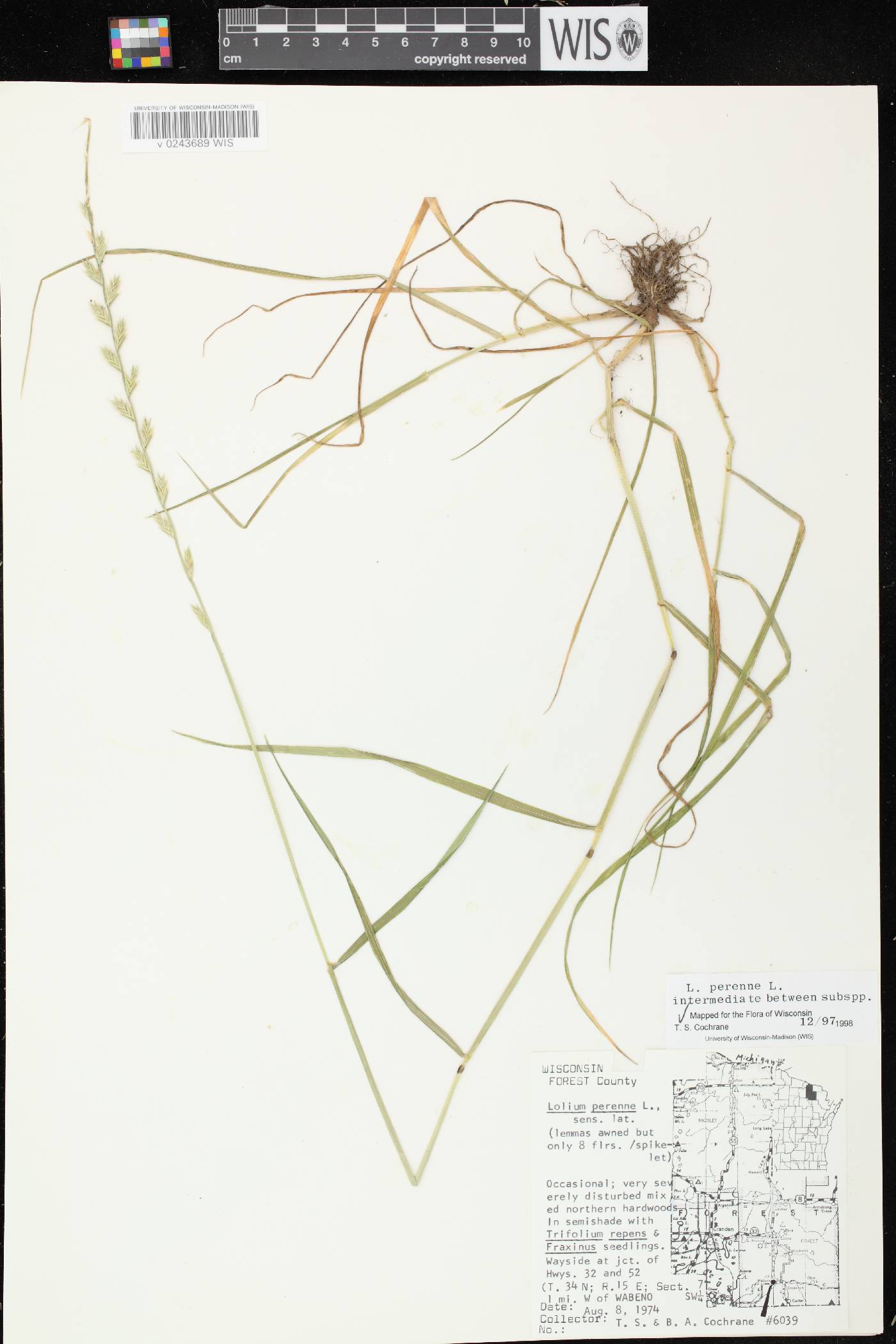 Lolium perenne image