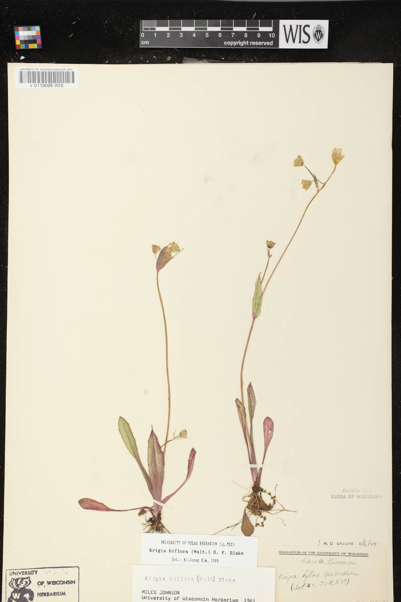 Krigia biflora subsp. biflora image