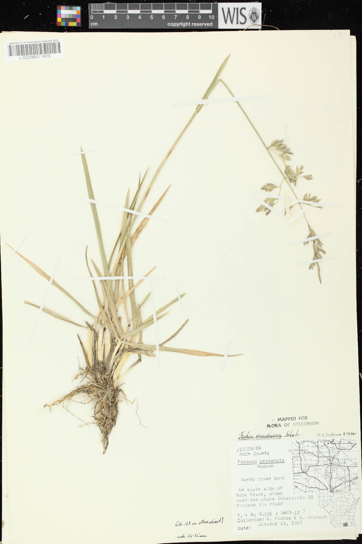 Lolium arundinaceum image