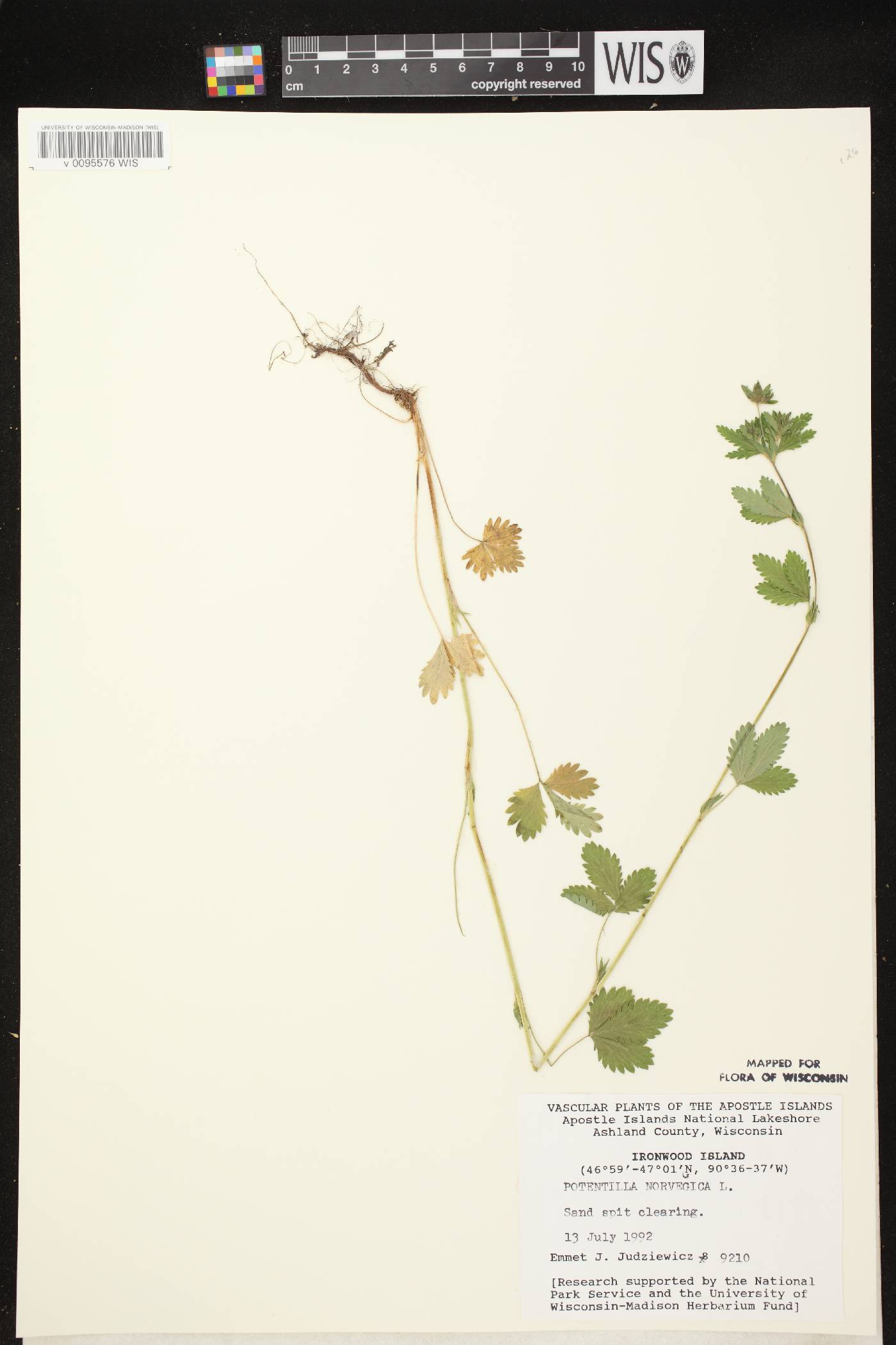 Potentilla norvegica image