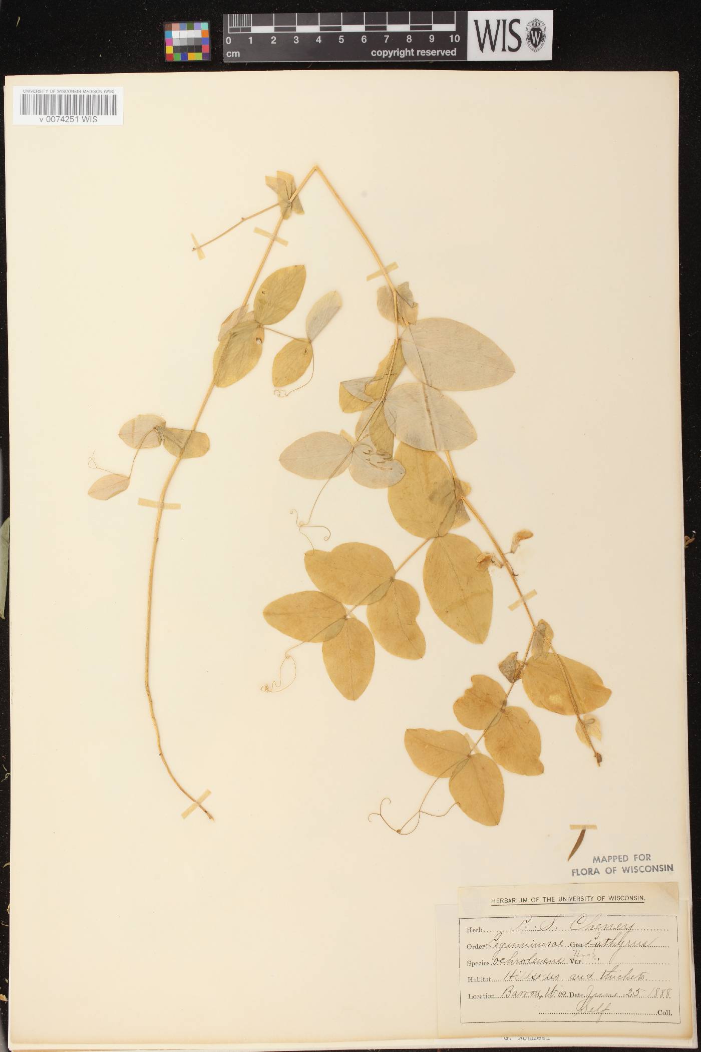 Lathyrus ochroleucus image