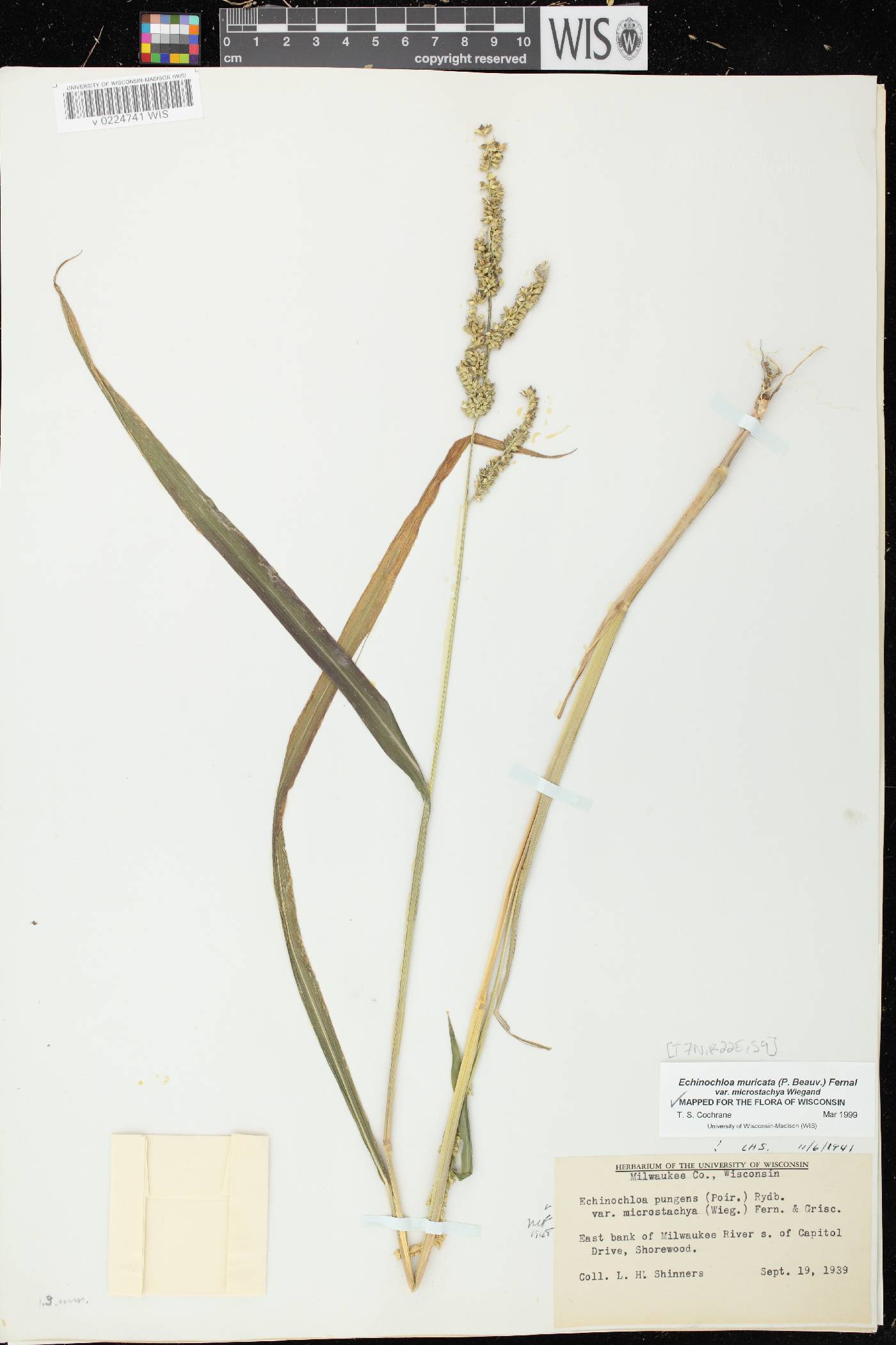 Echinochloa muricata var. microstachya image