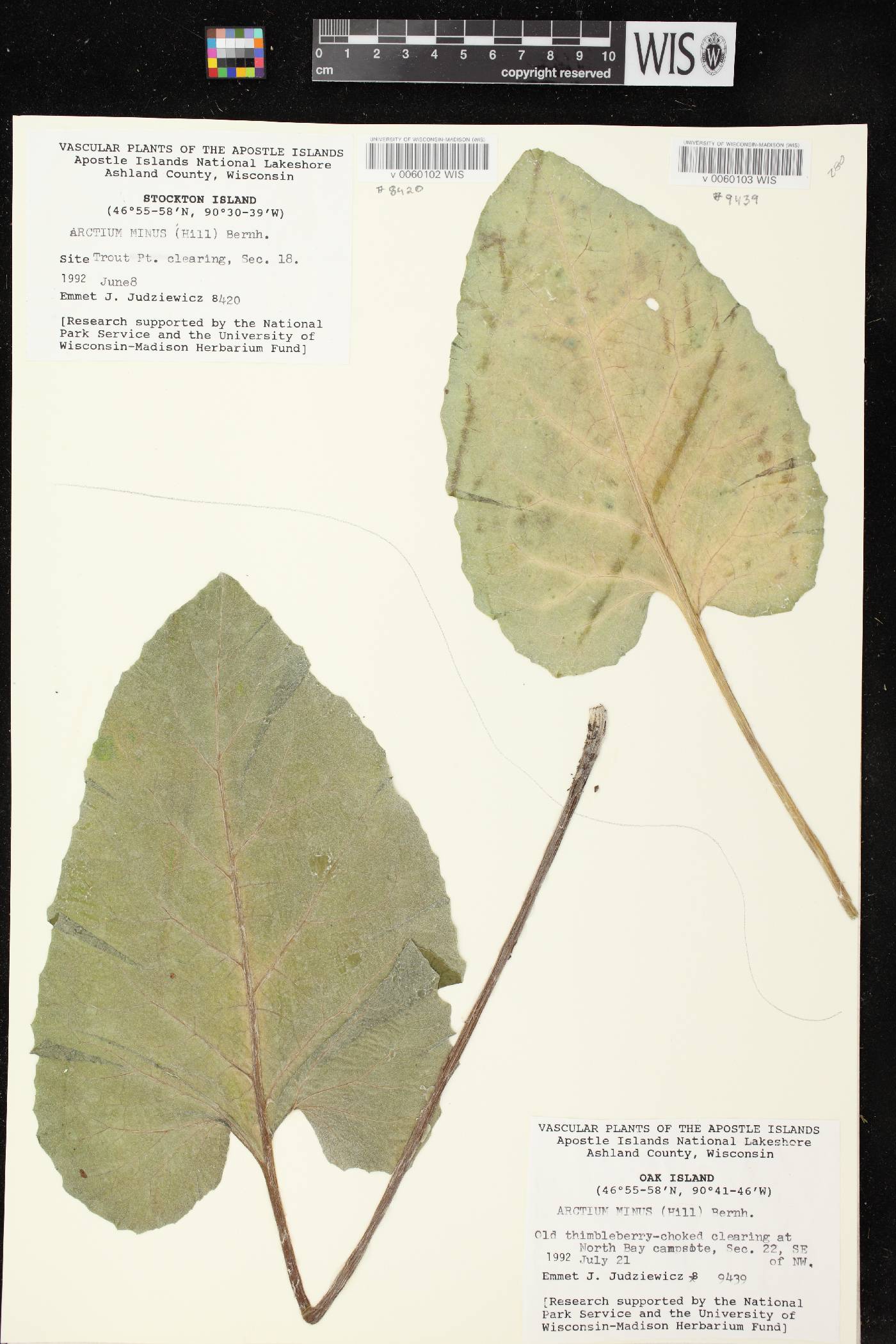 Arctium minus image
