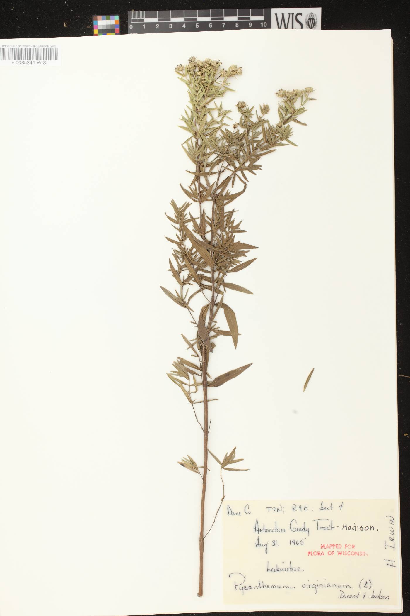 Pycnanthemum virginianum image