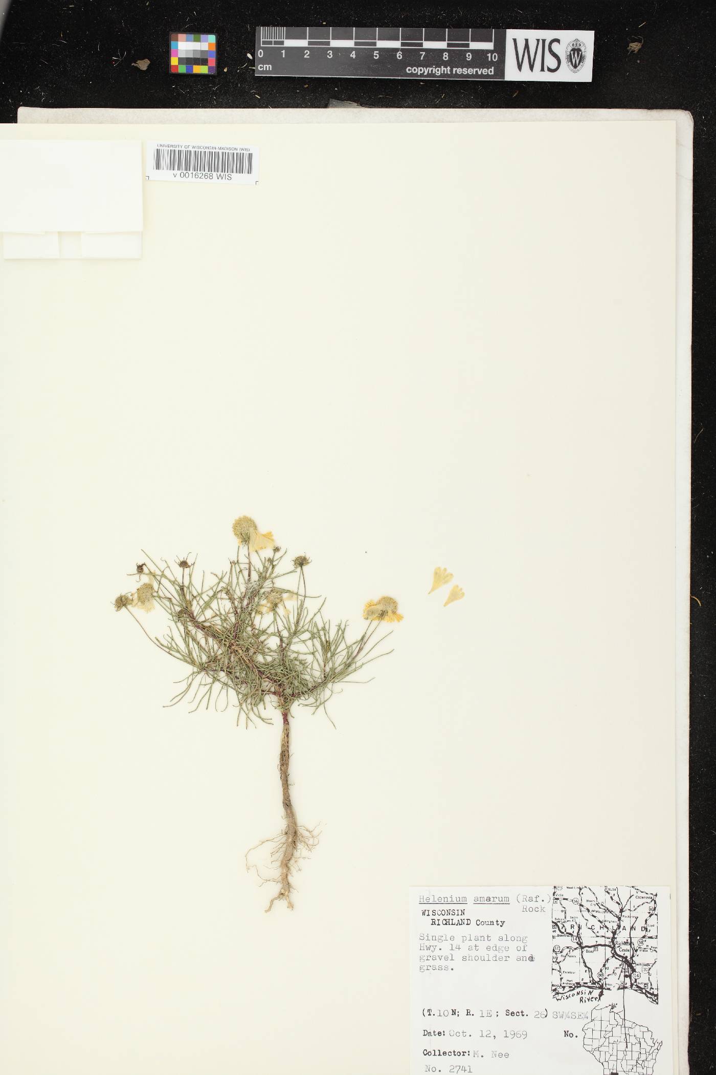 Helenium amarum var. amarum image