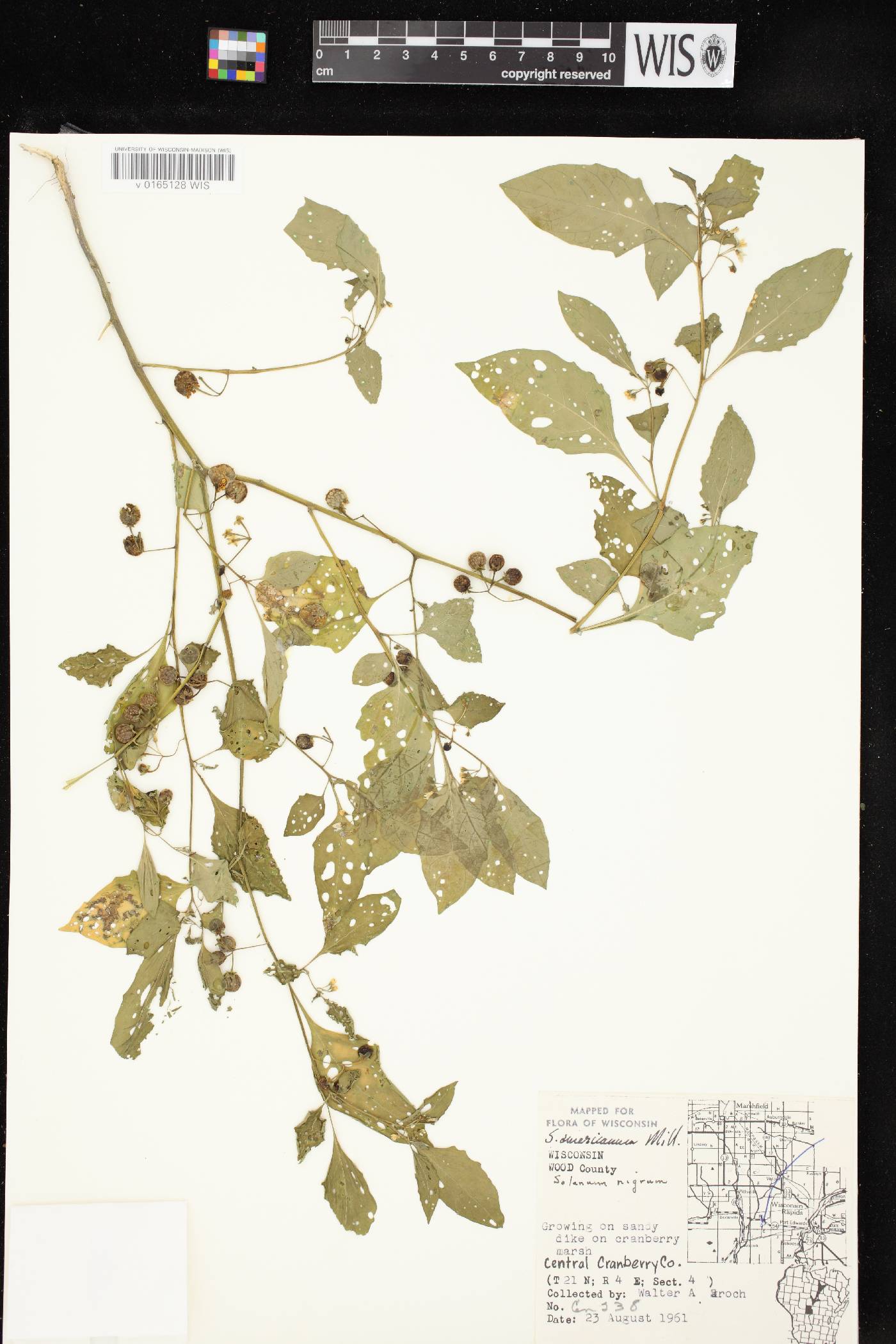 Solanum ptychanthum image