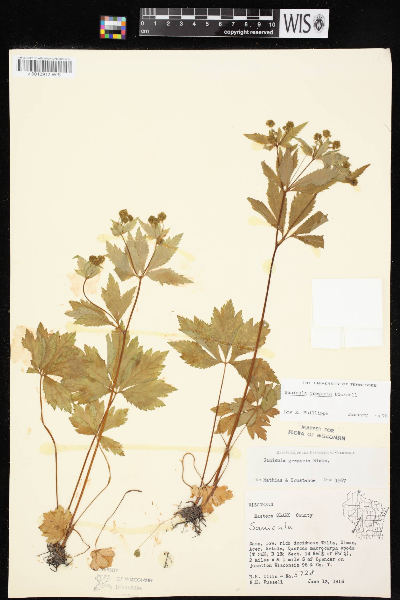 Sanicula odorata image
