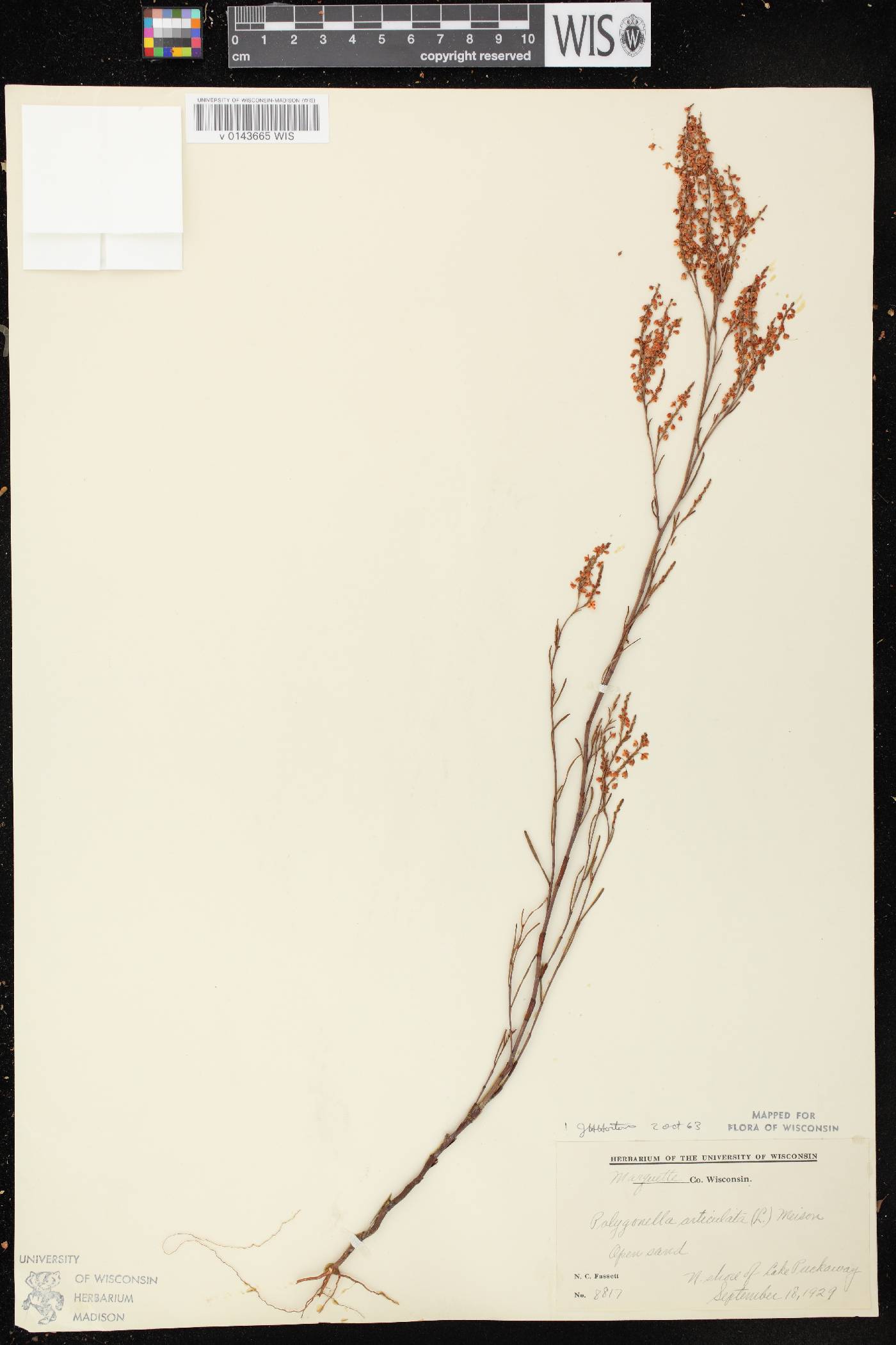 Polygonella articulata image