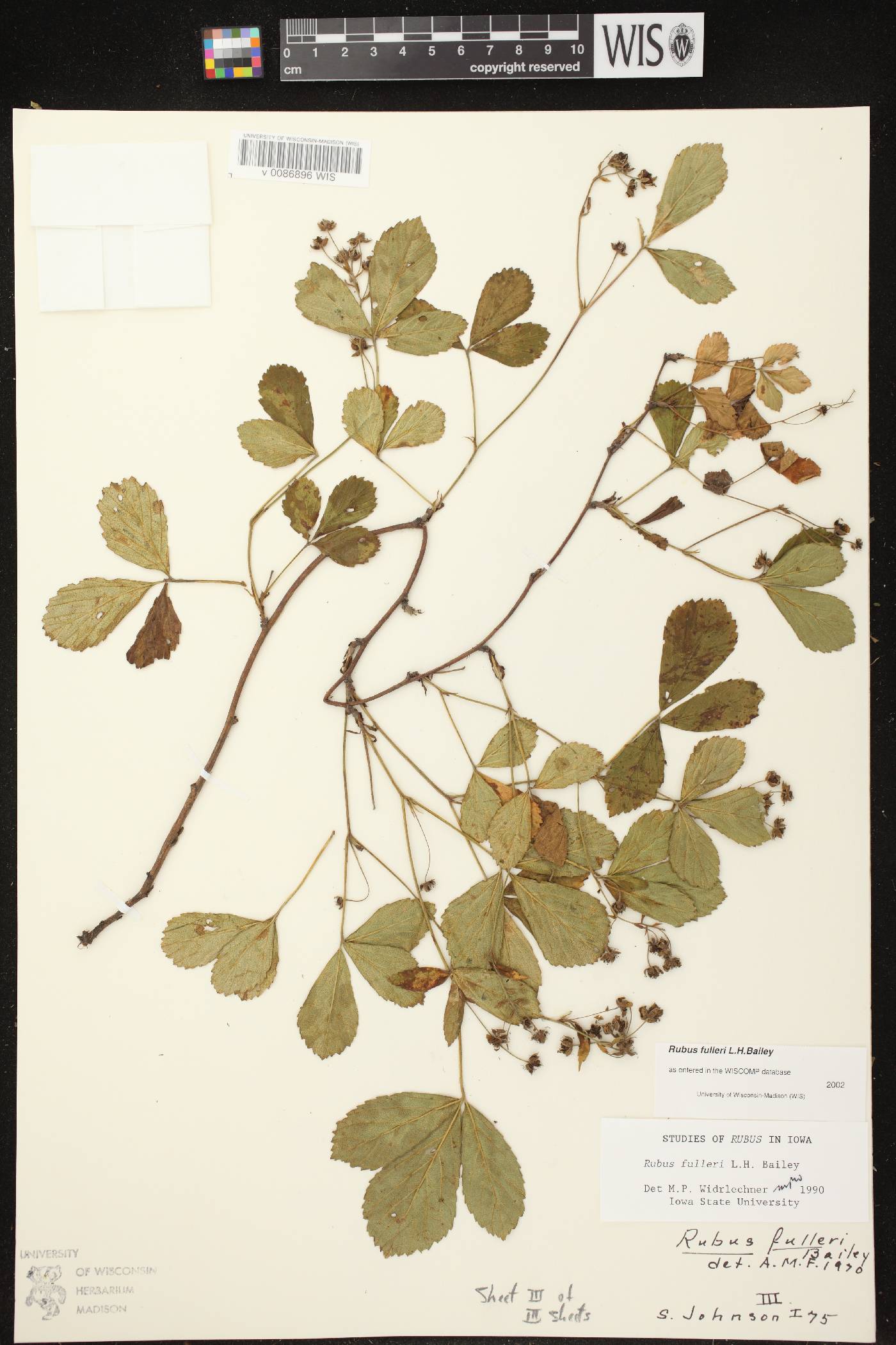 Rubus setosus image