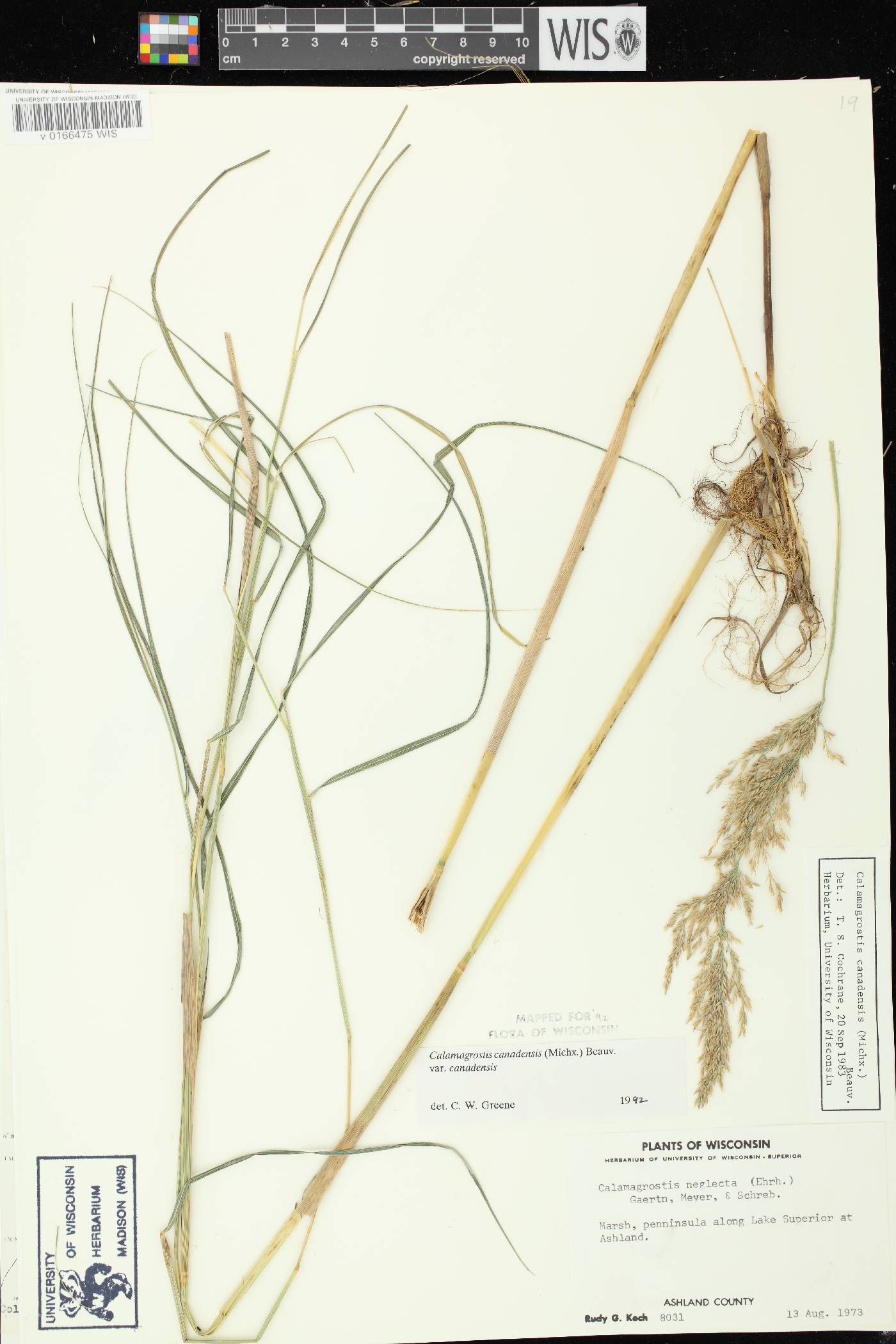 Calamagrostis canadensis var. canadensis image
