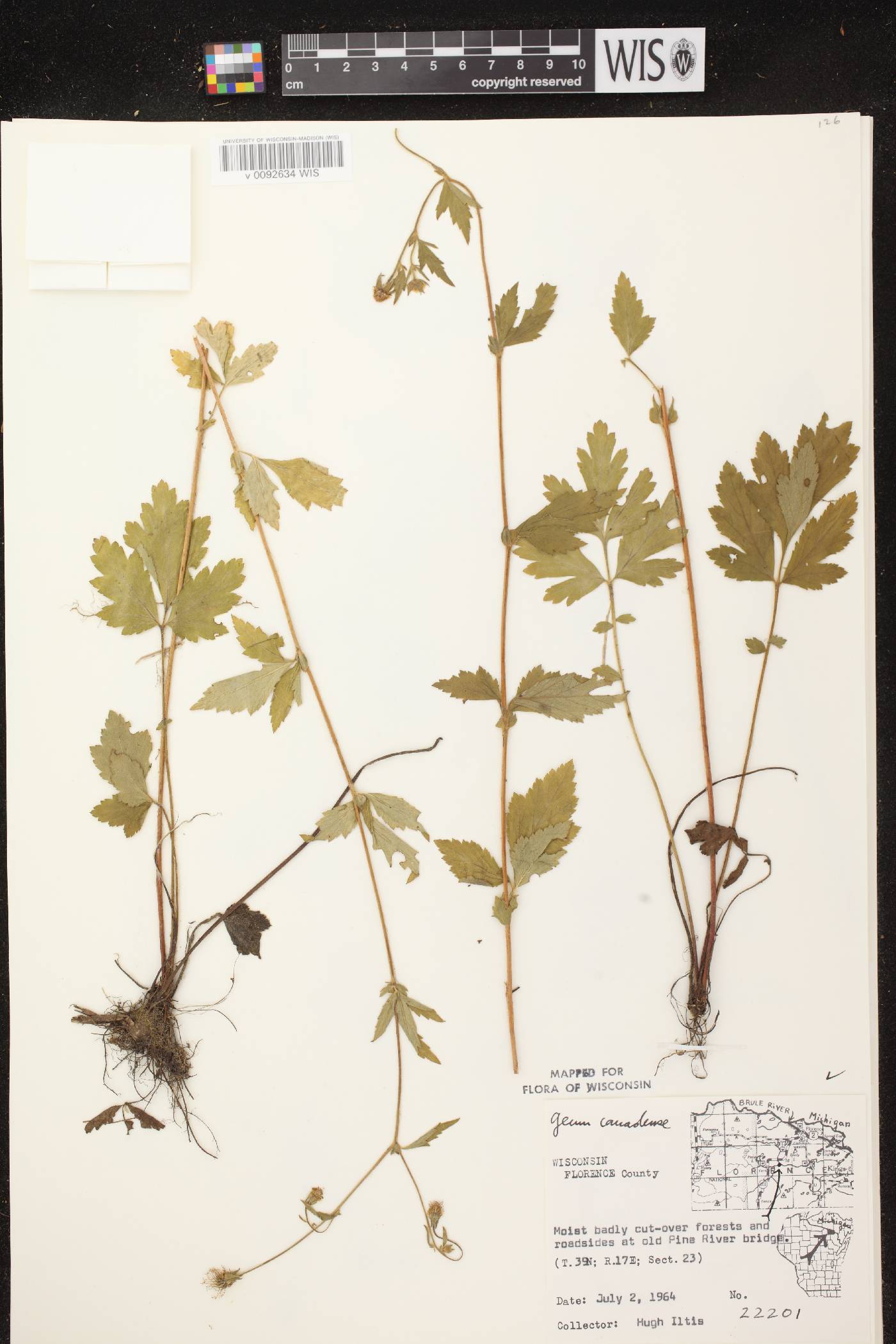 Geum canadense image