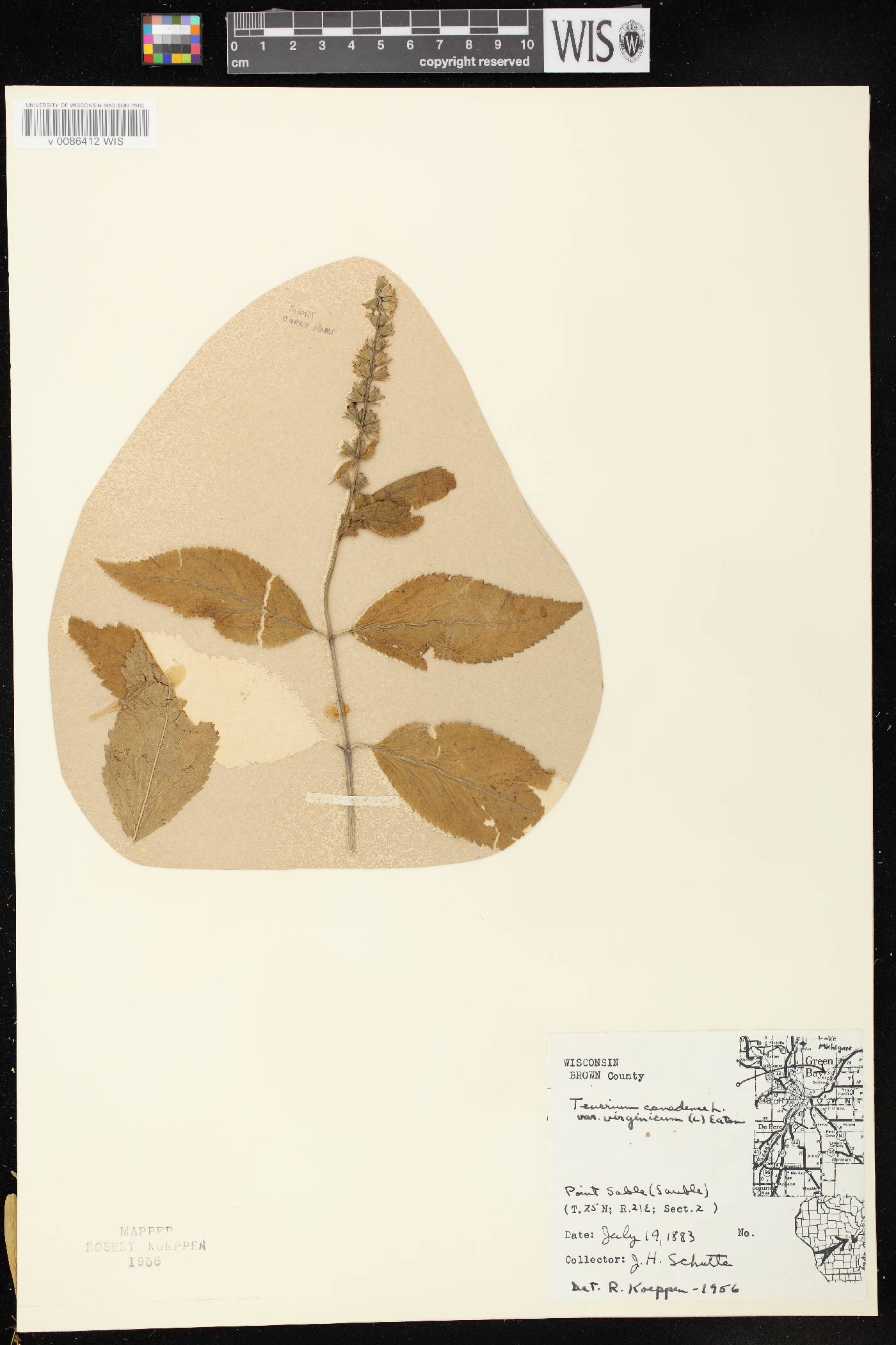 Teucrium canadense image
