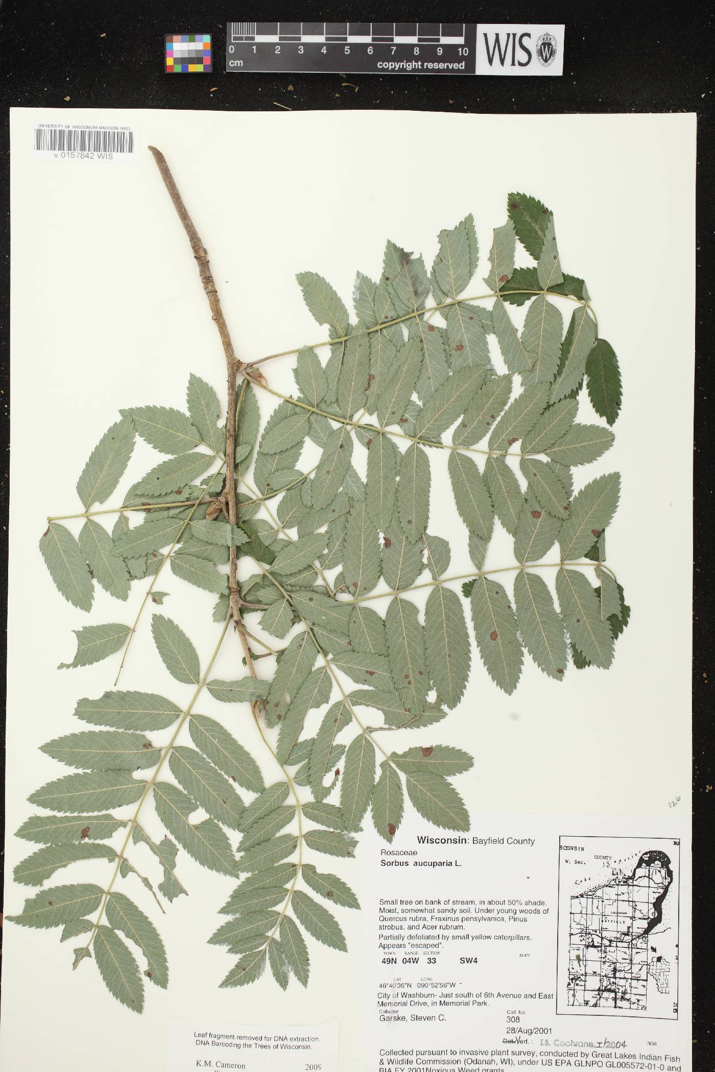 Sorbus aucuparia image
