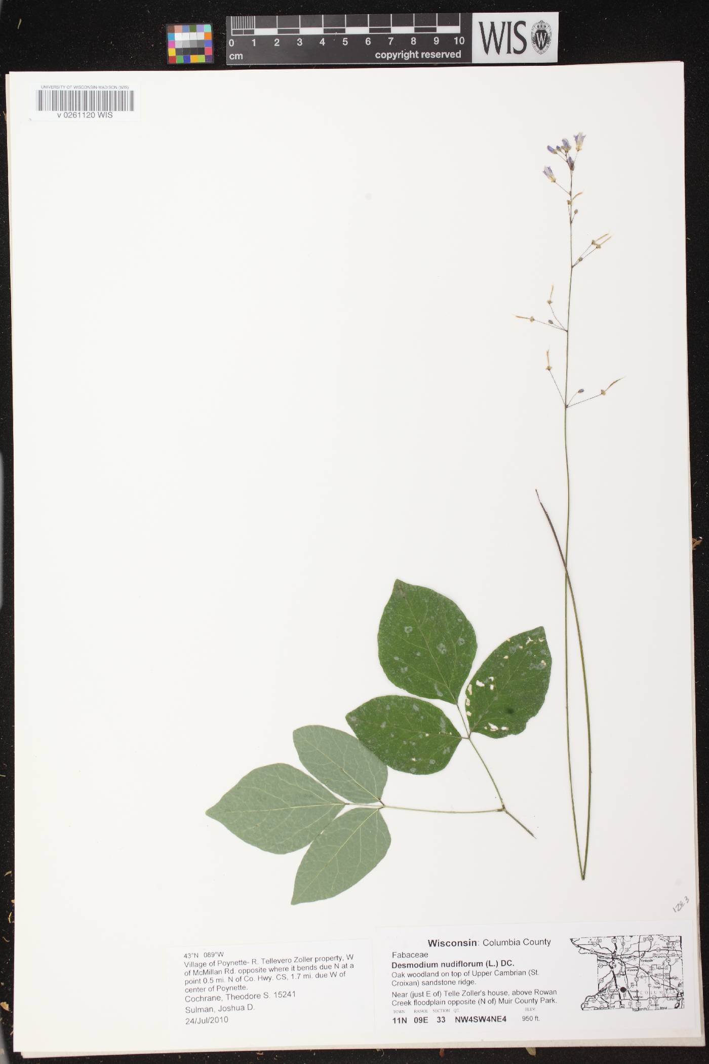 Hylodesmum nudiflorum image