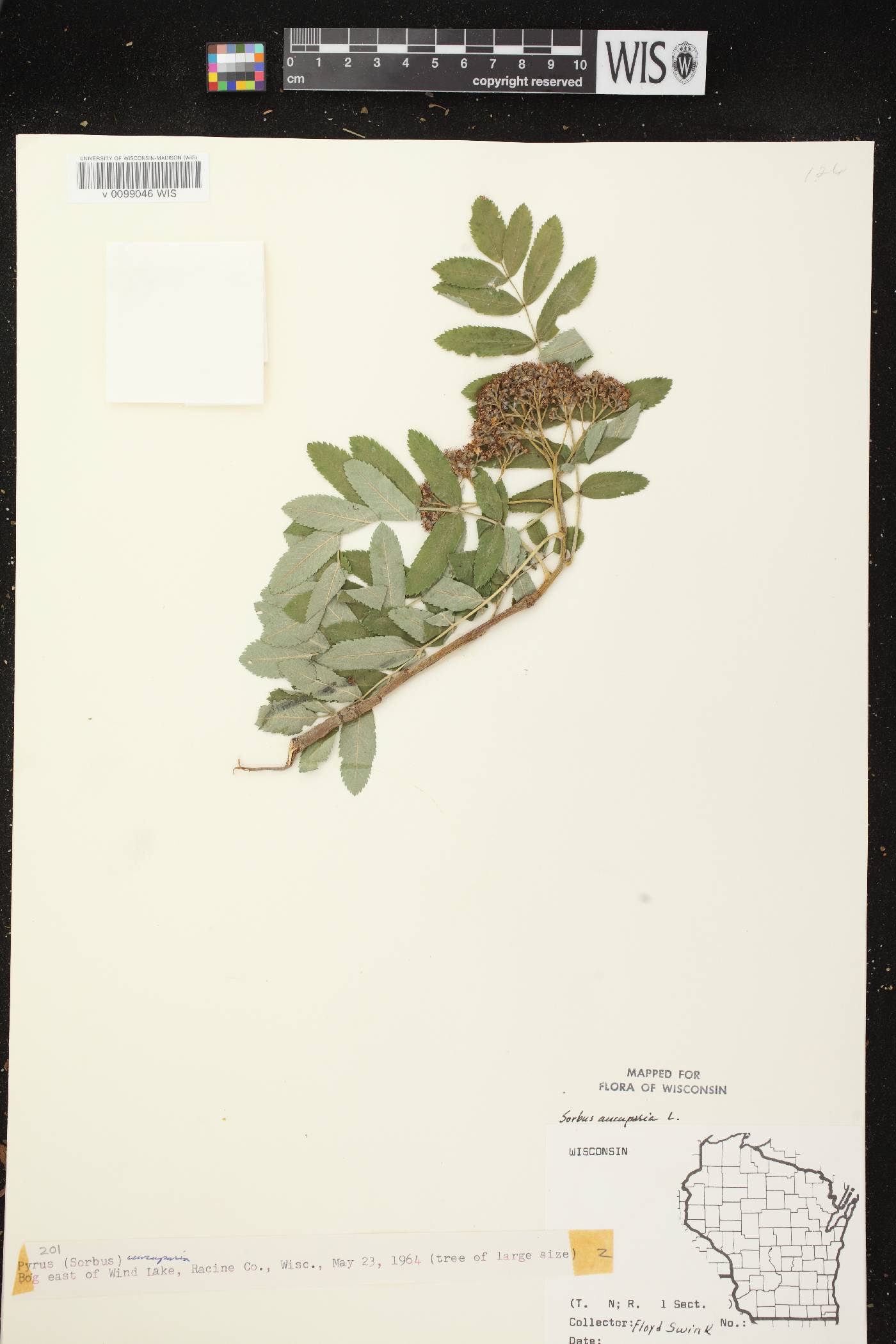 Sorbus aucuparia image