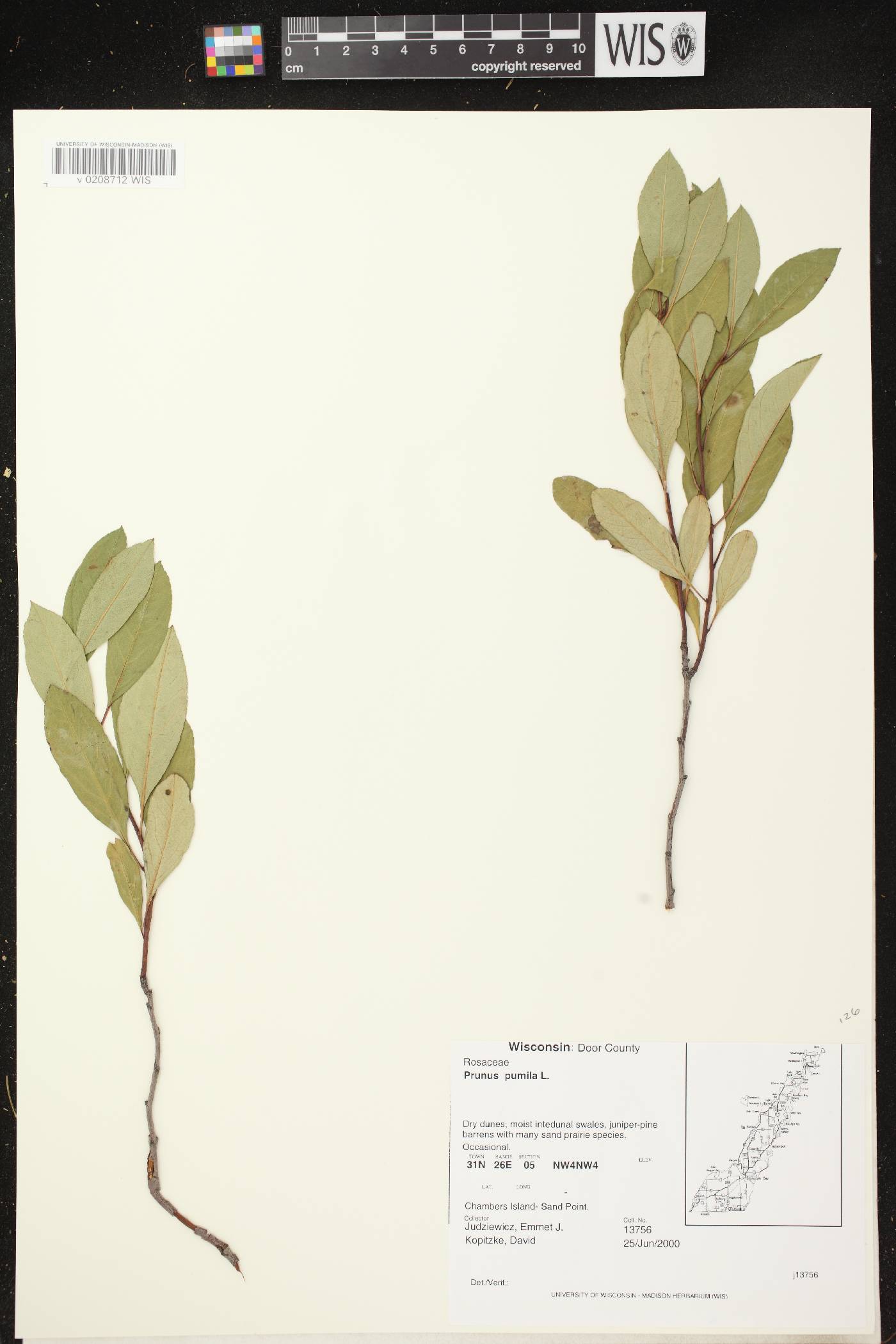 Prunus pumila image
