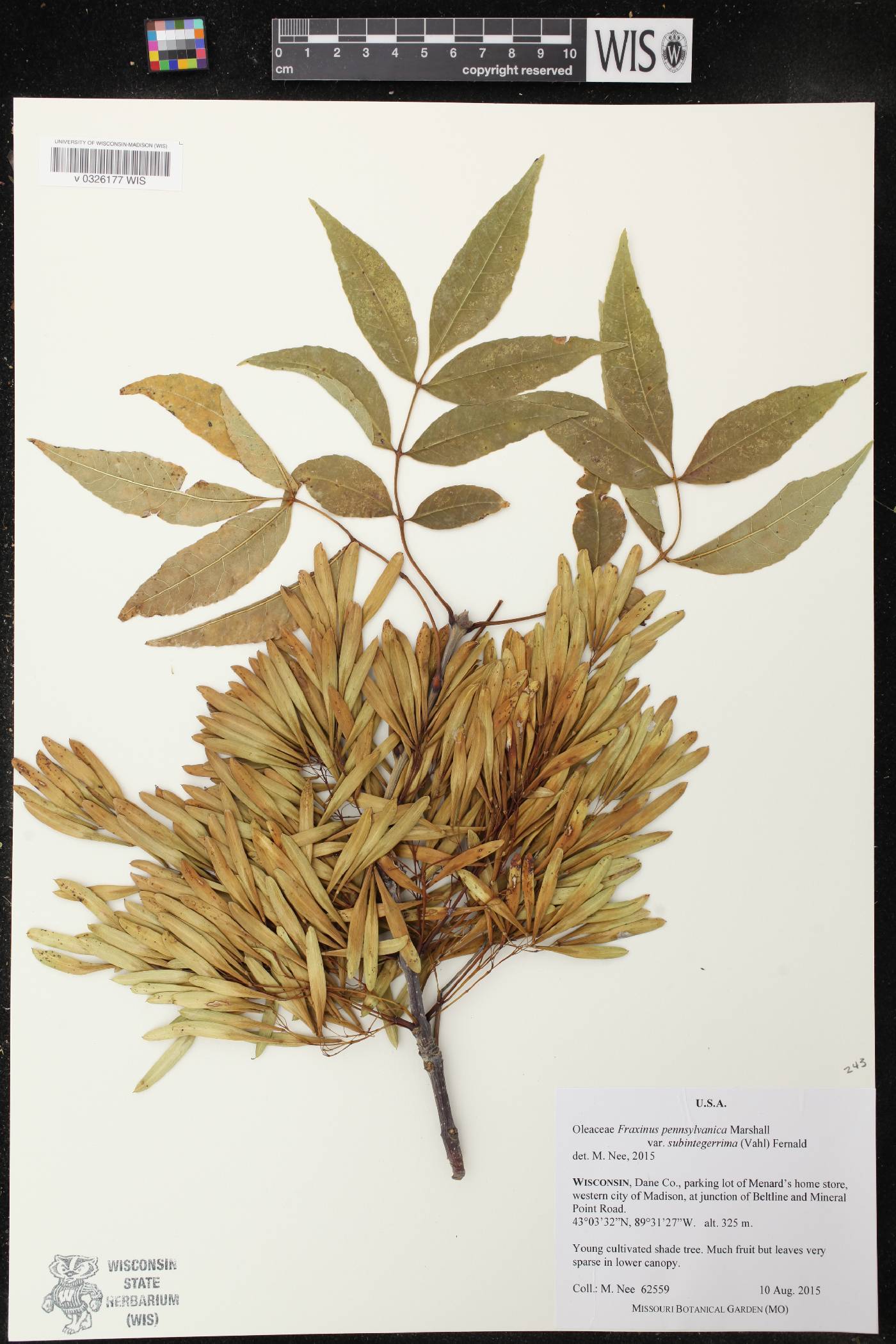 Fraxinus pennsylvanica image