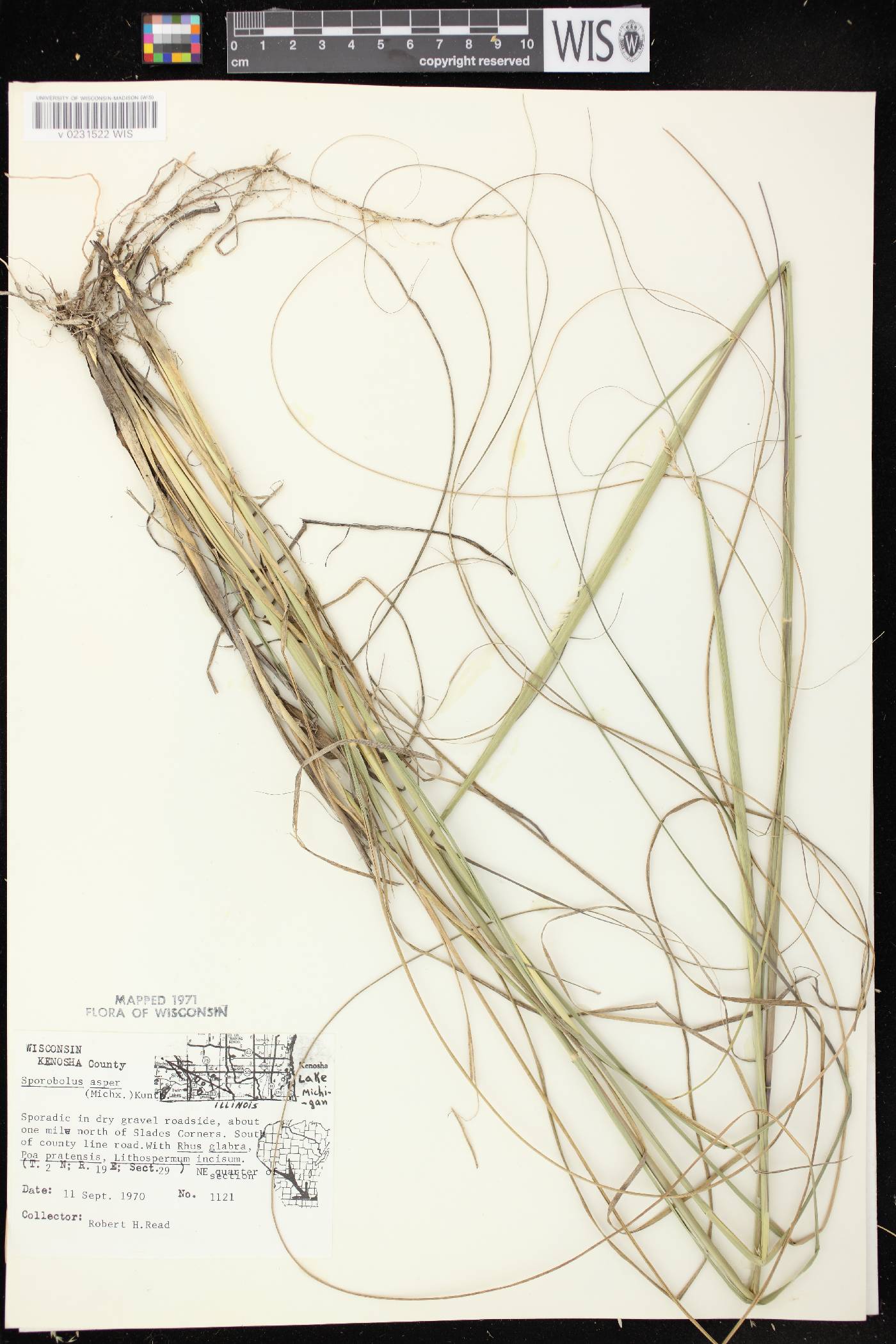 Sporobolus compositus var. compositus image