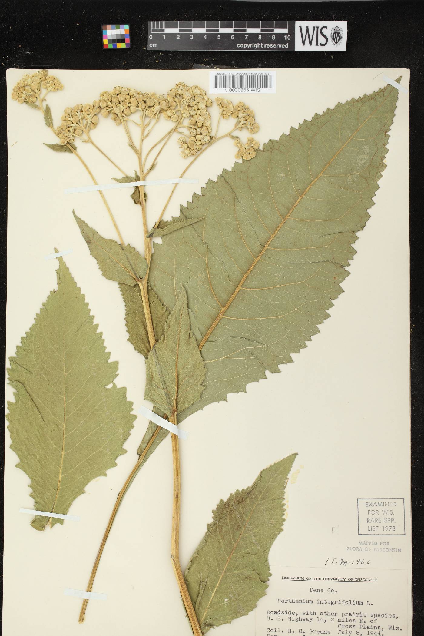 Parthenium integrifolium image