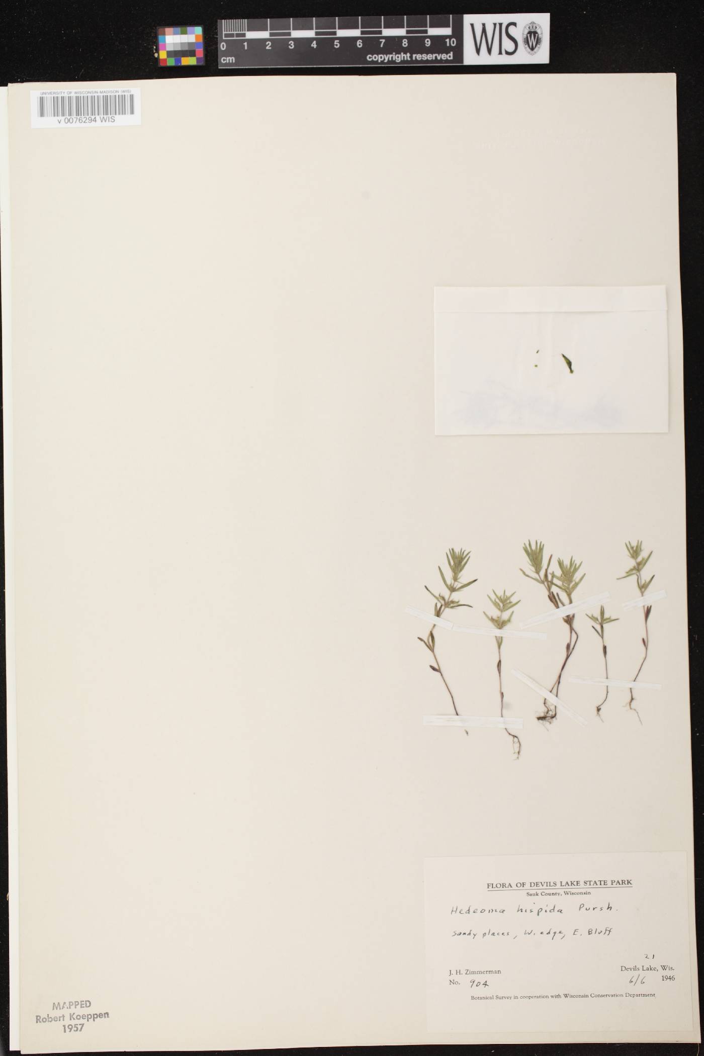 Hedeoma hispida image