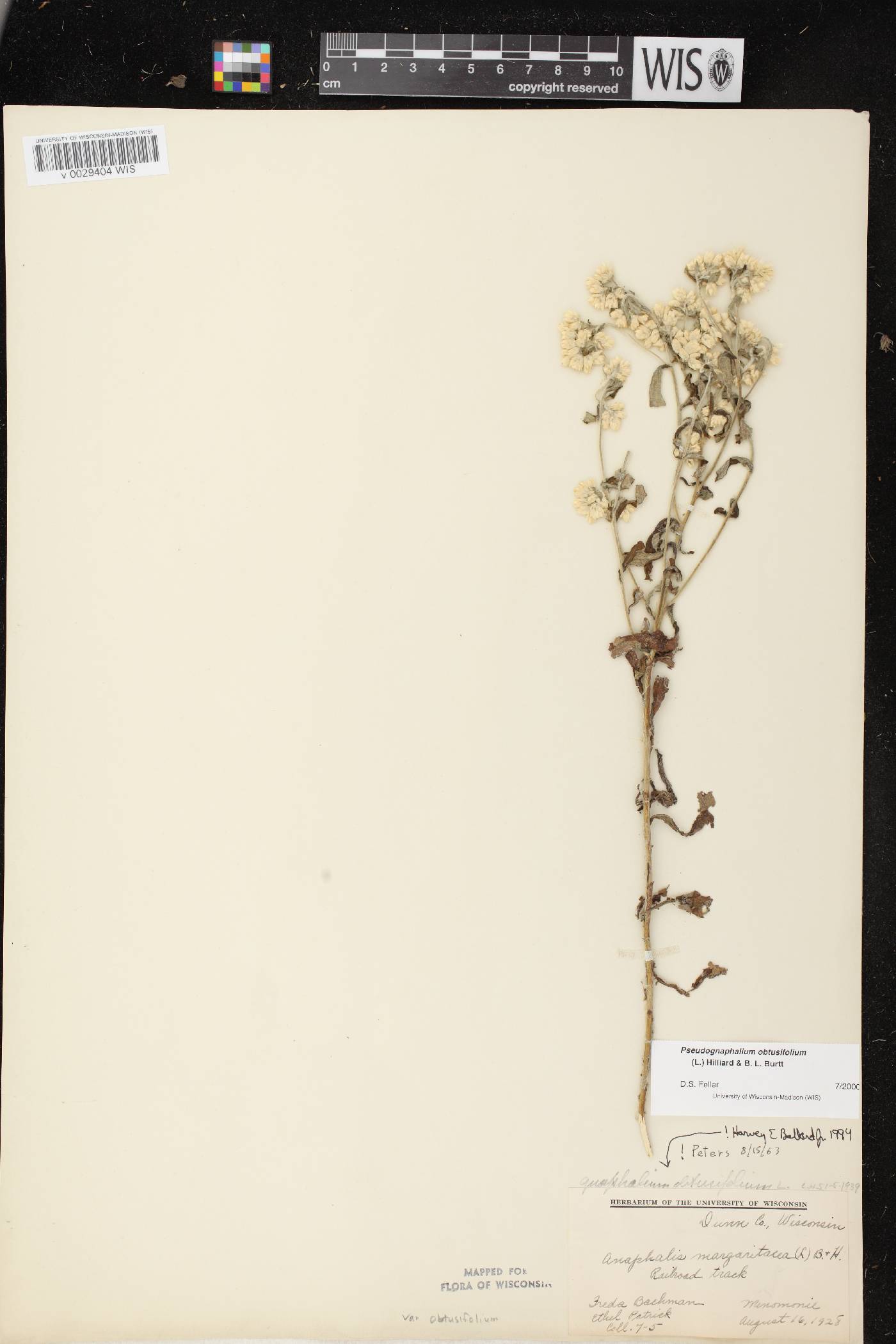 Pseudognaphalium obtusifolium image