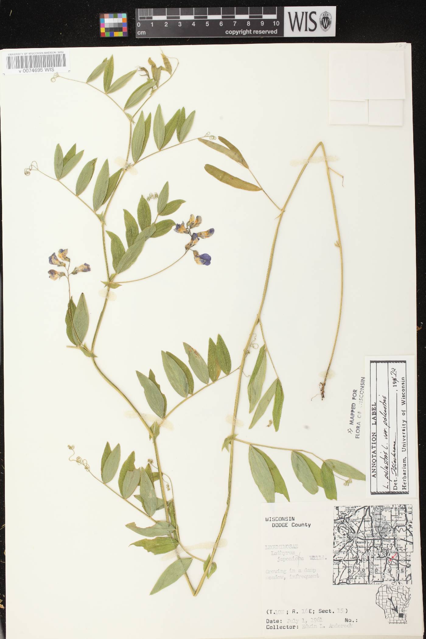Lathyrus palustris image