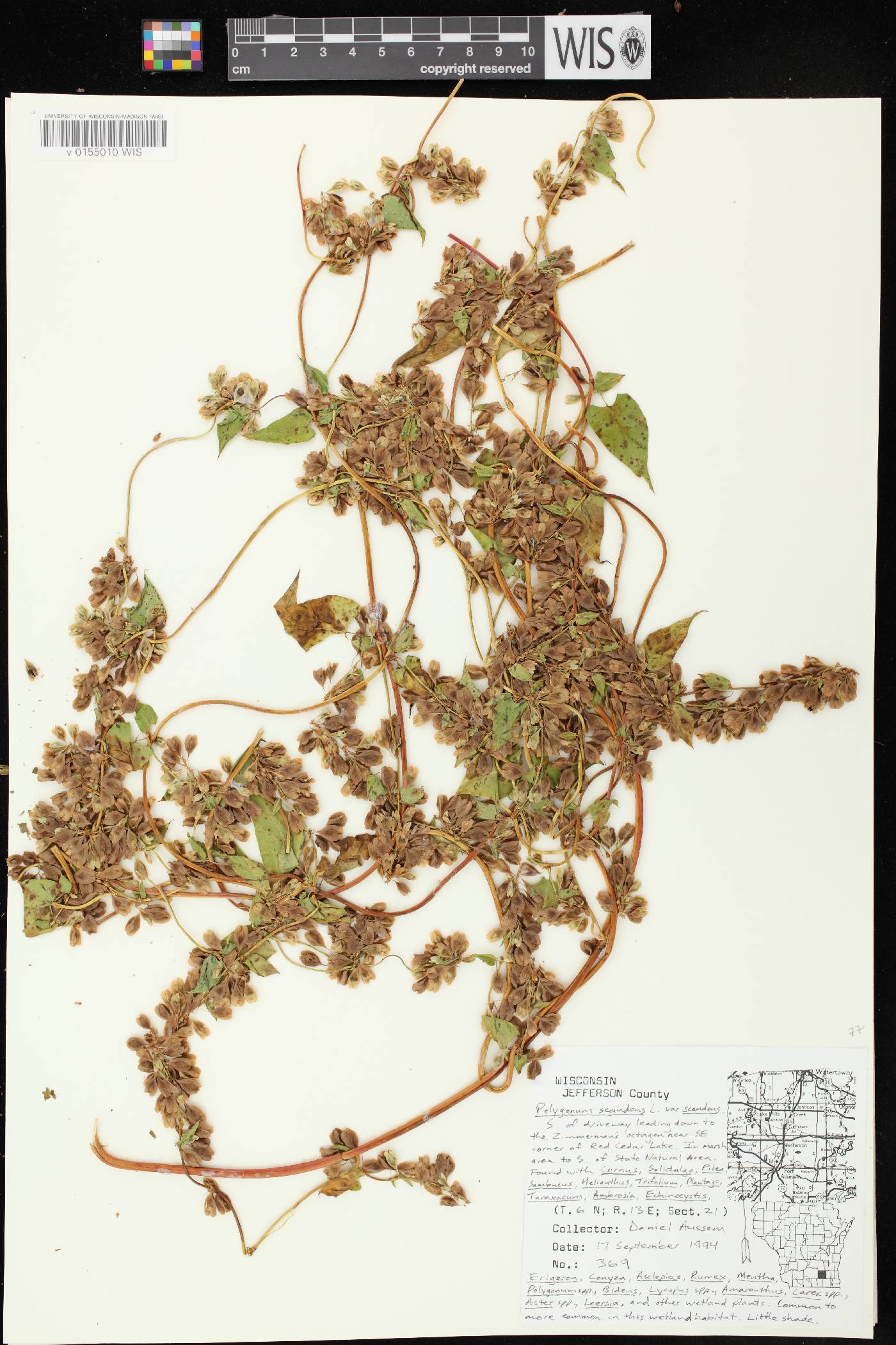 Fallopia scandens image