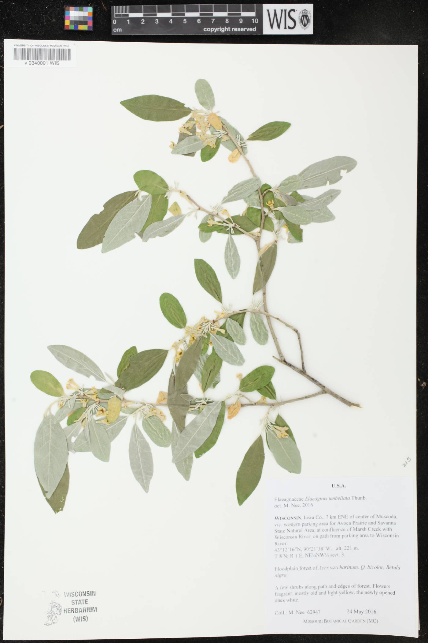 Elaeagnus umbellata image
