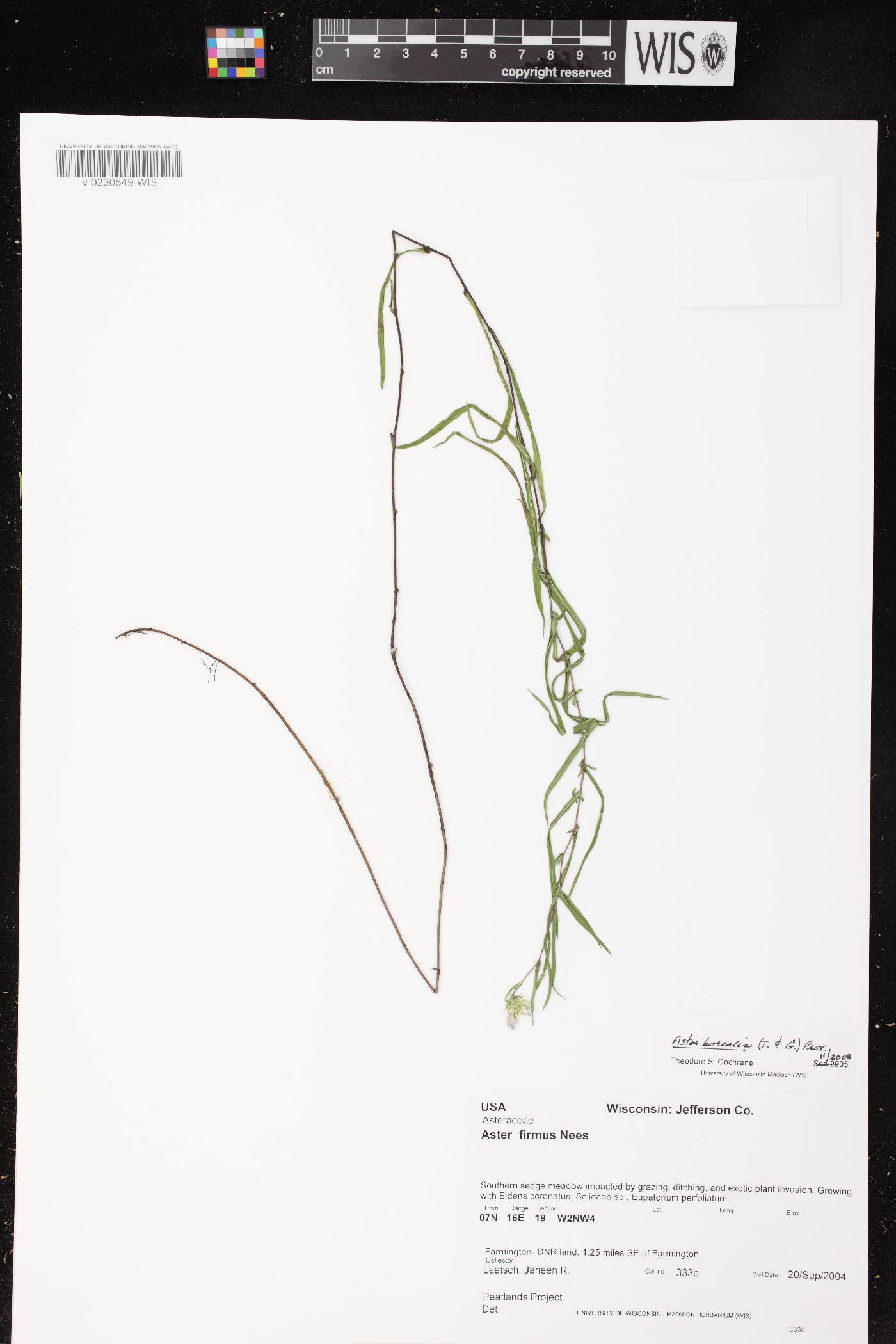Symphyotrichum boreale image