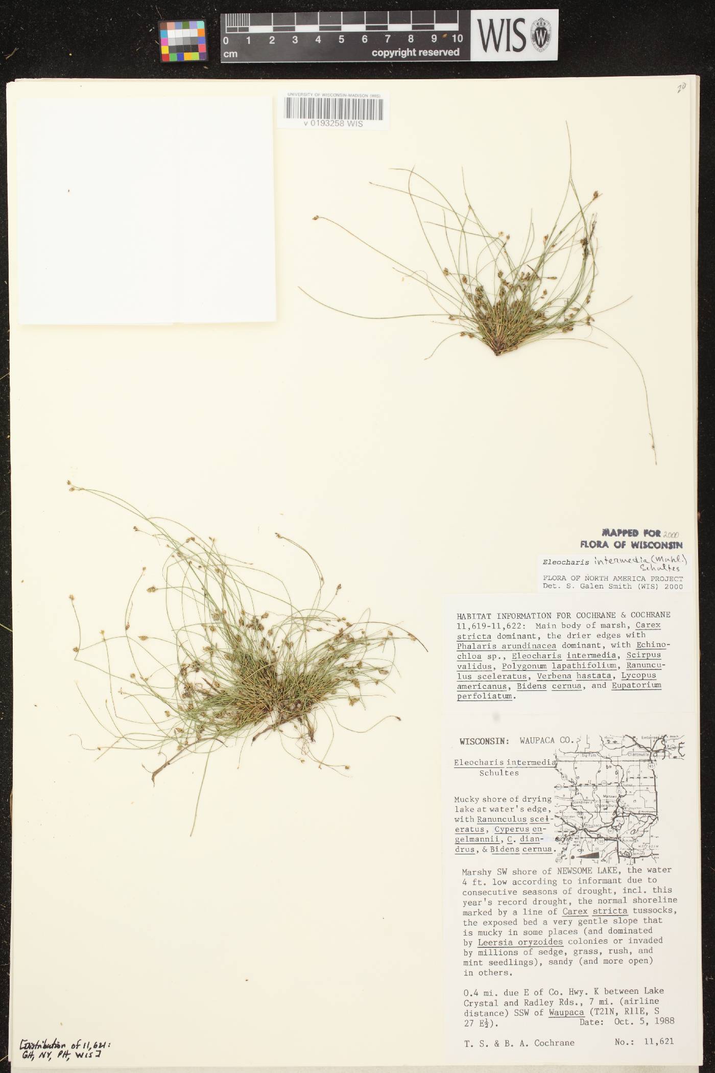 Eleocharis intermedia image