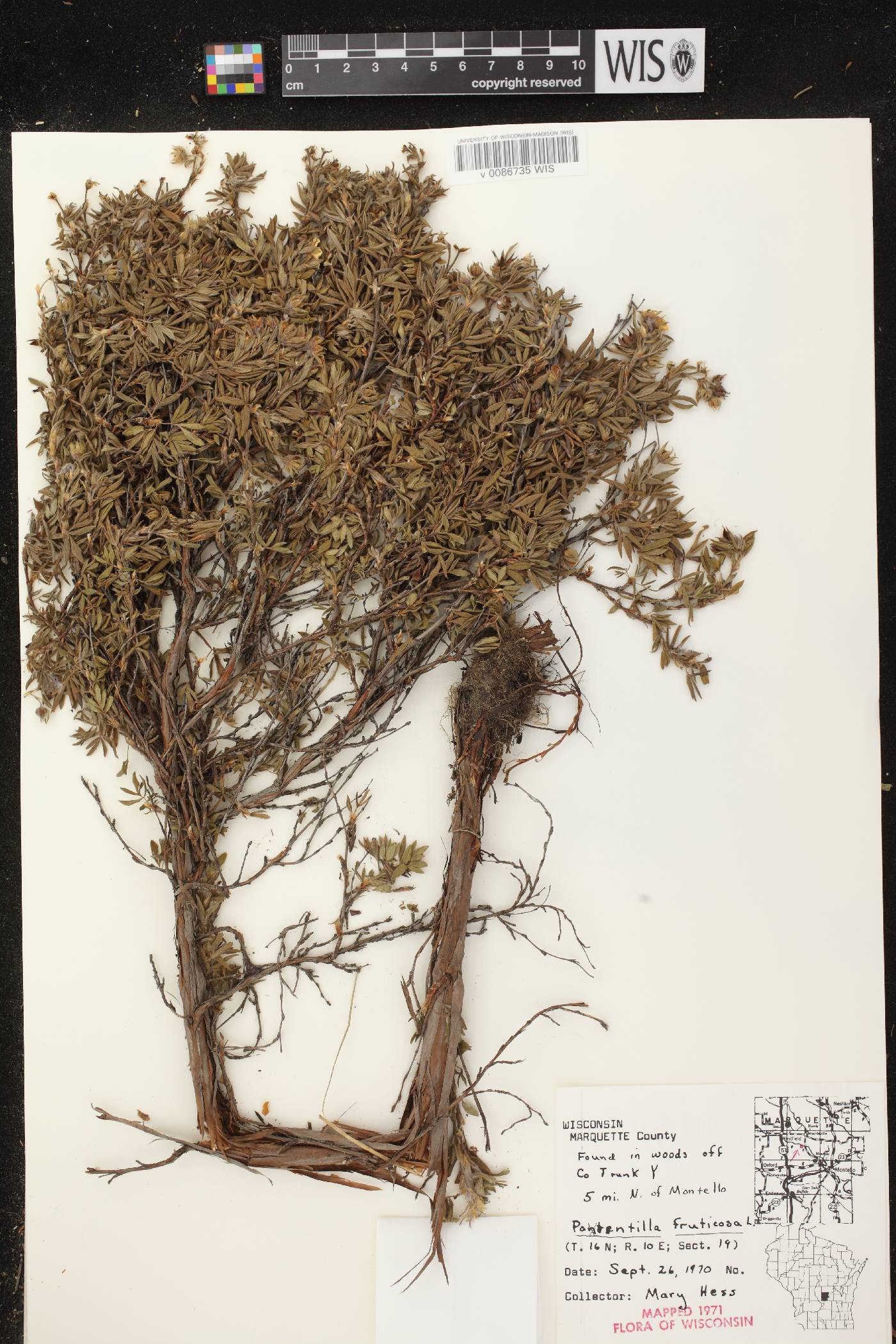 Dasiphora fruticosa image