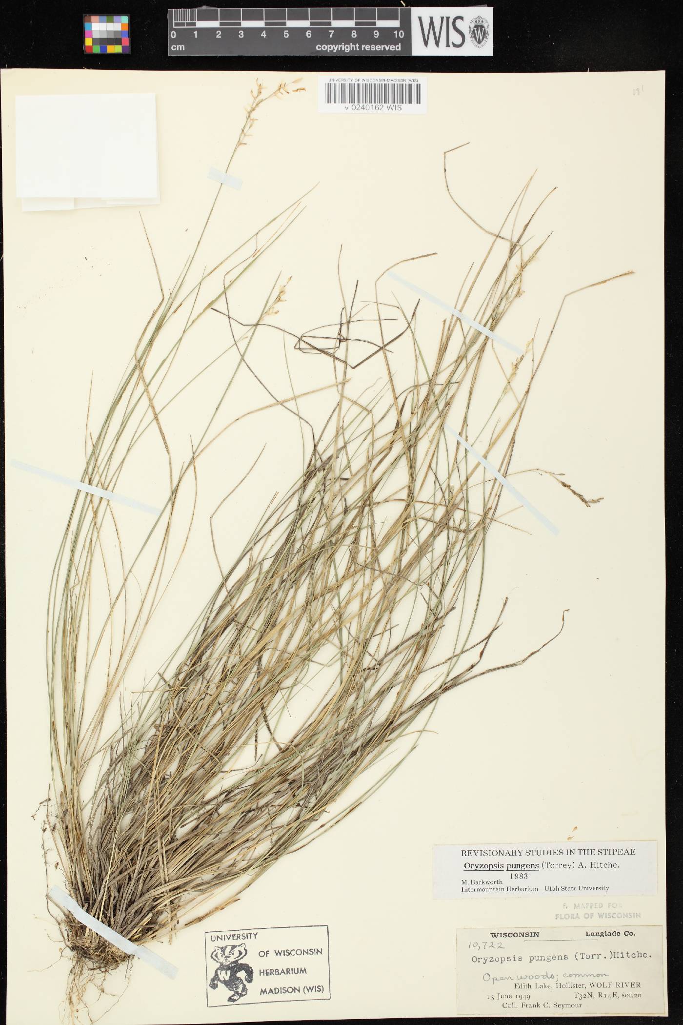 Piptatheropsis pungens image