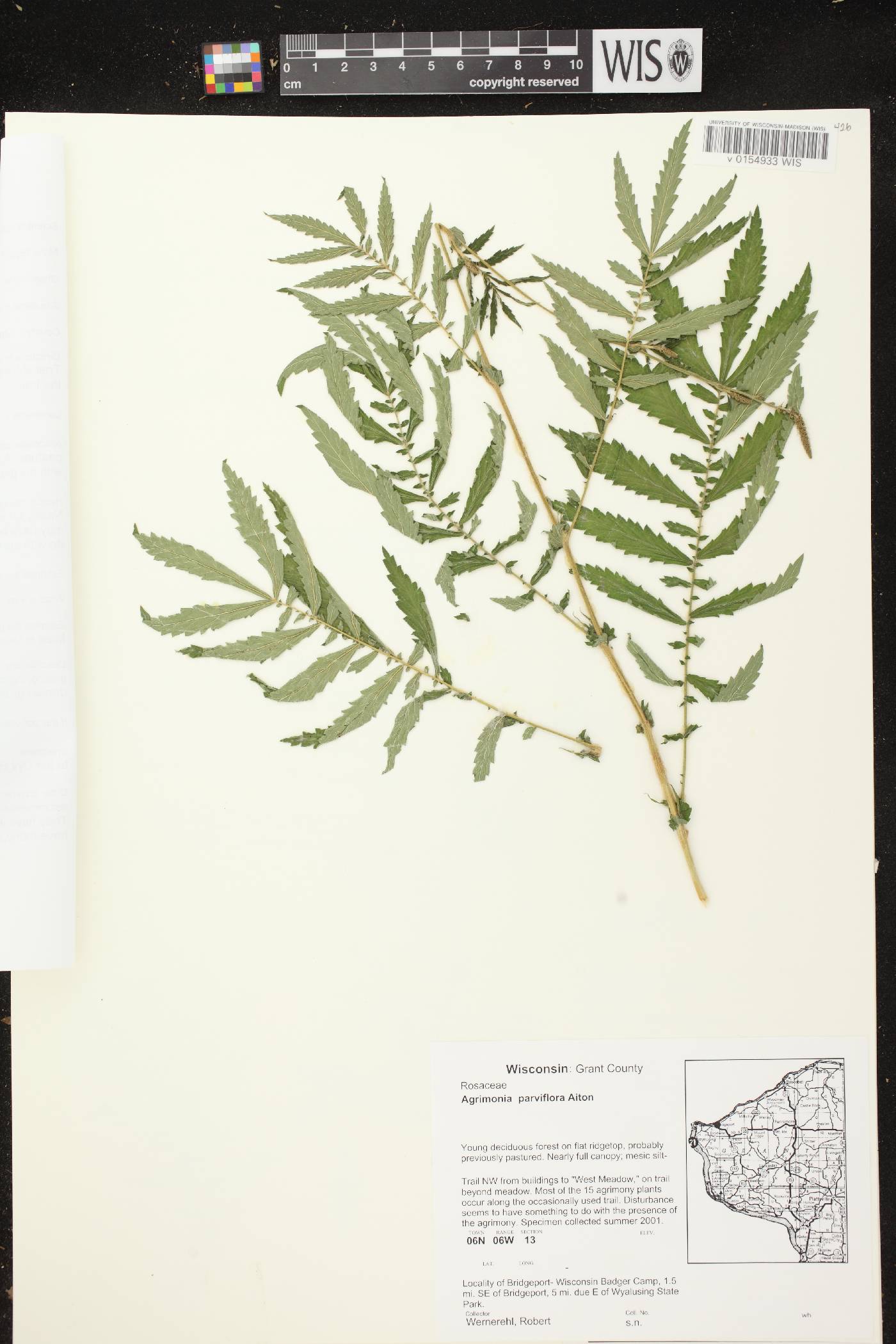 Agrimonia parviflora image
