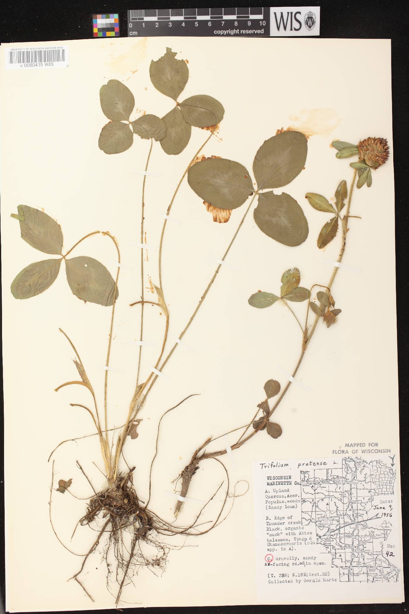 Trifolium pratense image
