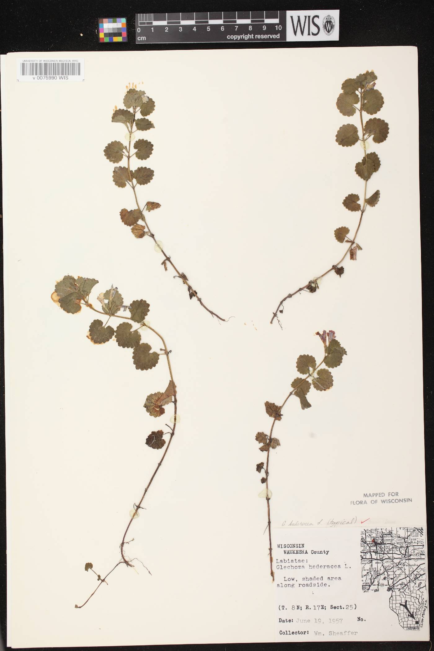 Glechoma hederacea var. hederacea image