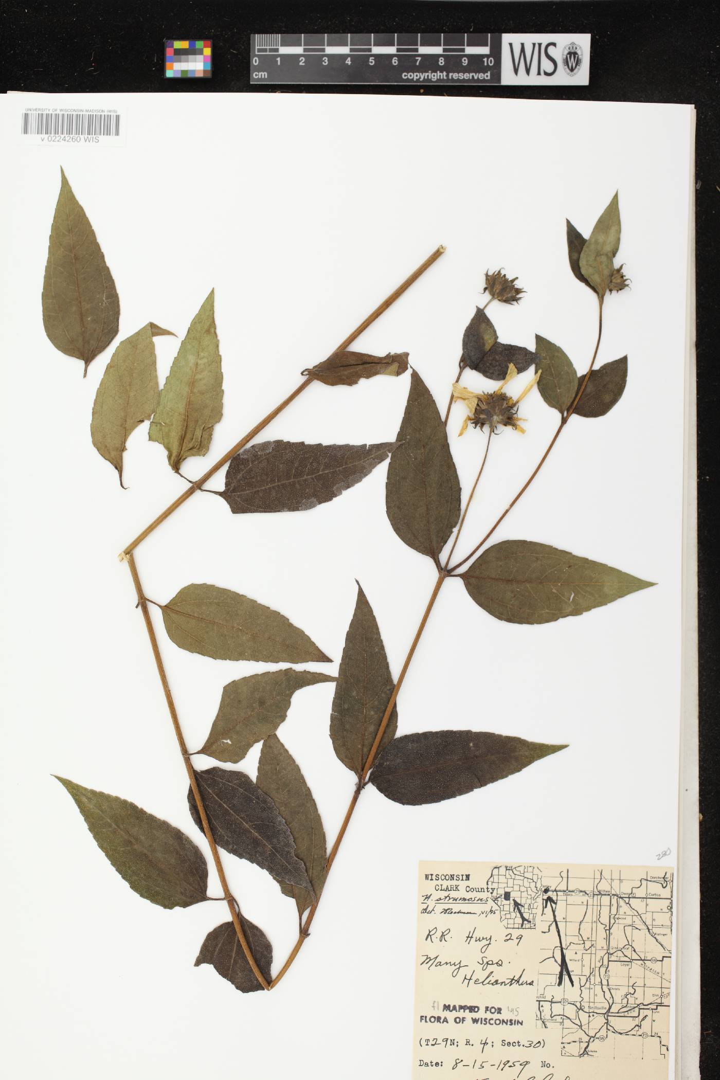 Helianthus strumosus image