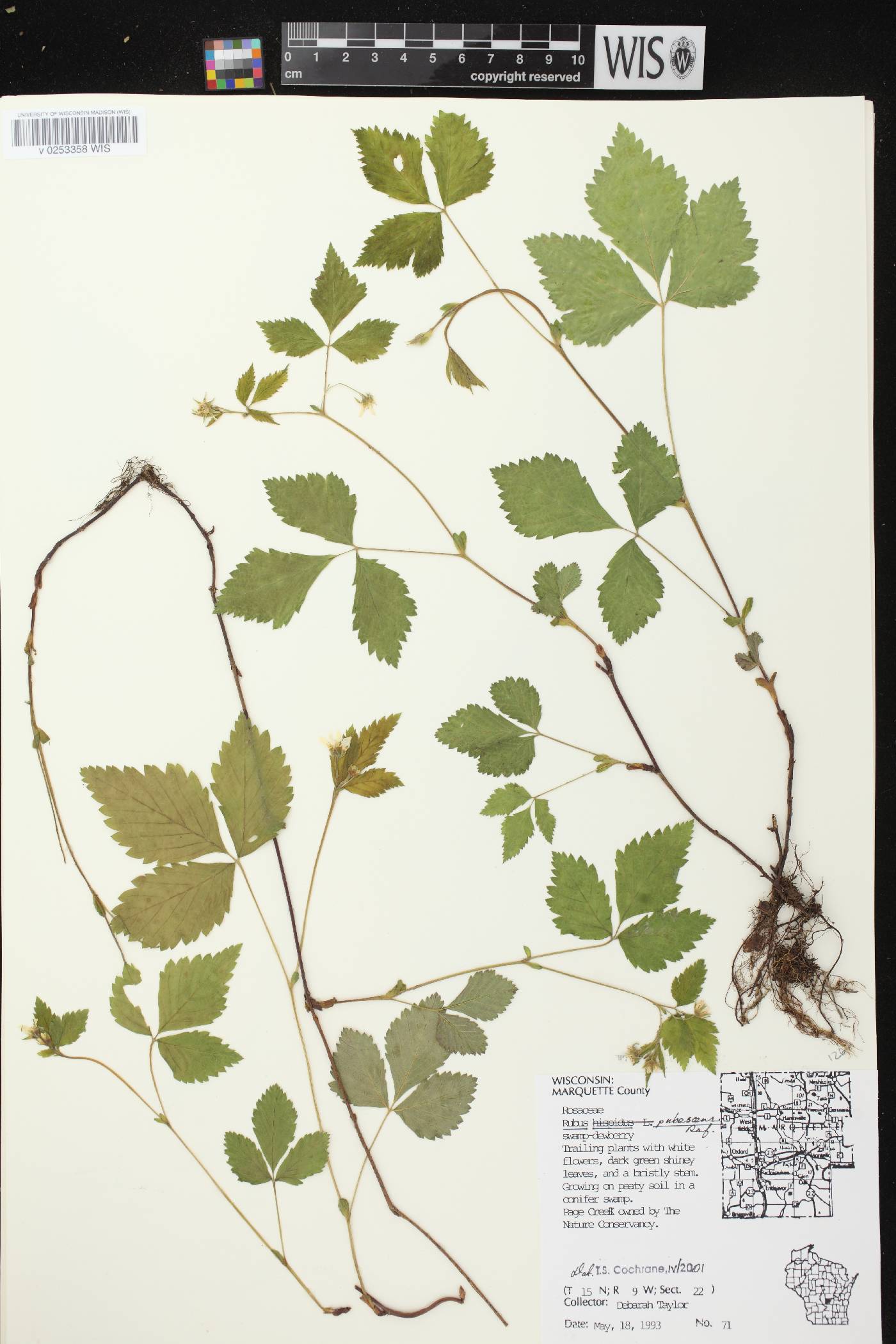 Rubus pubescens image