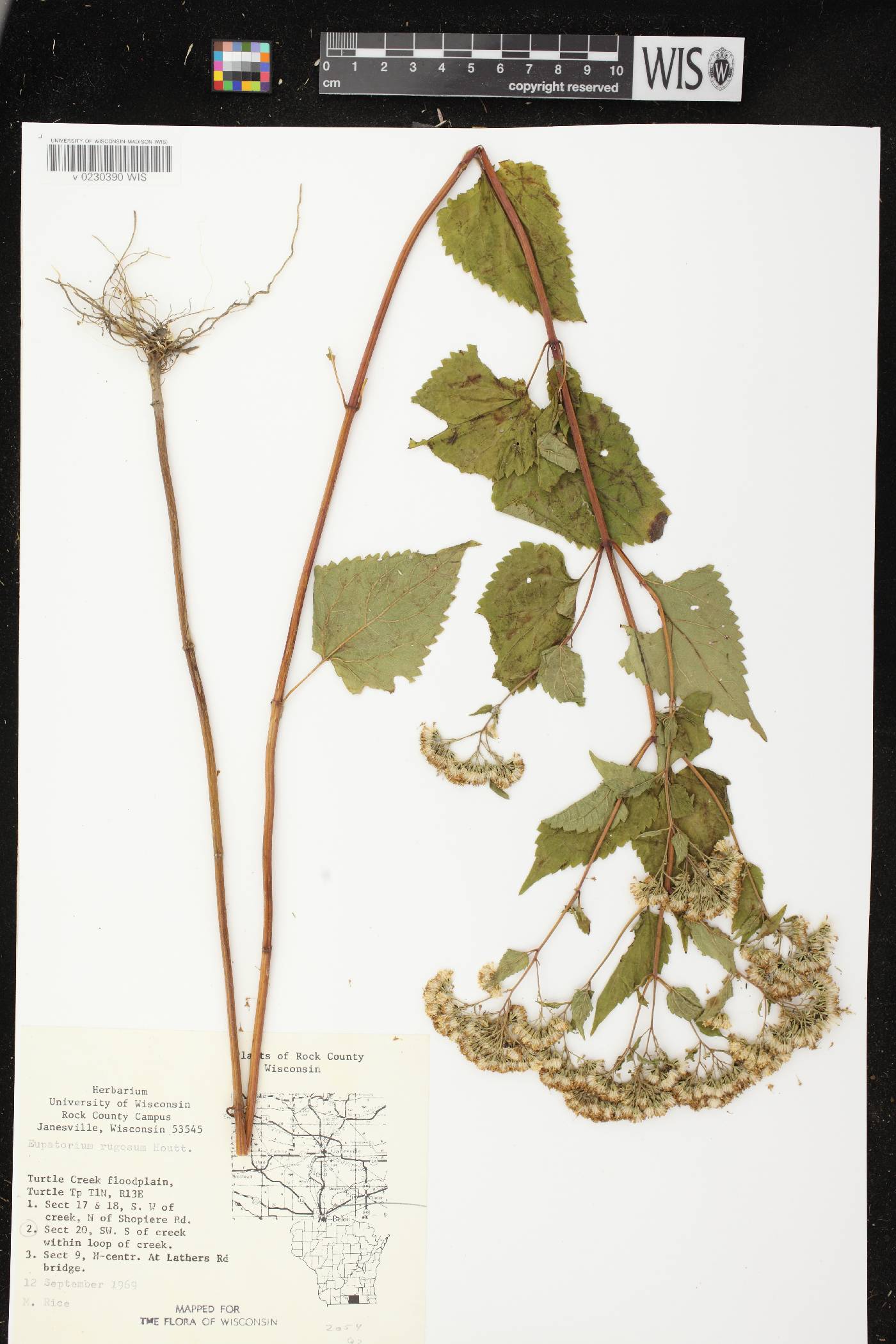 Ageratina altissima image