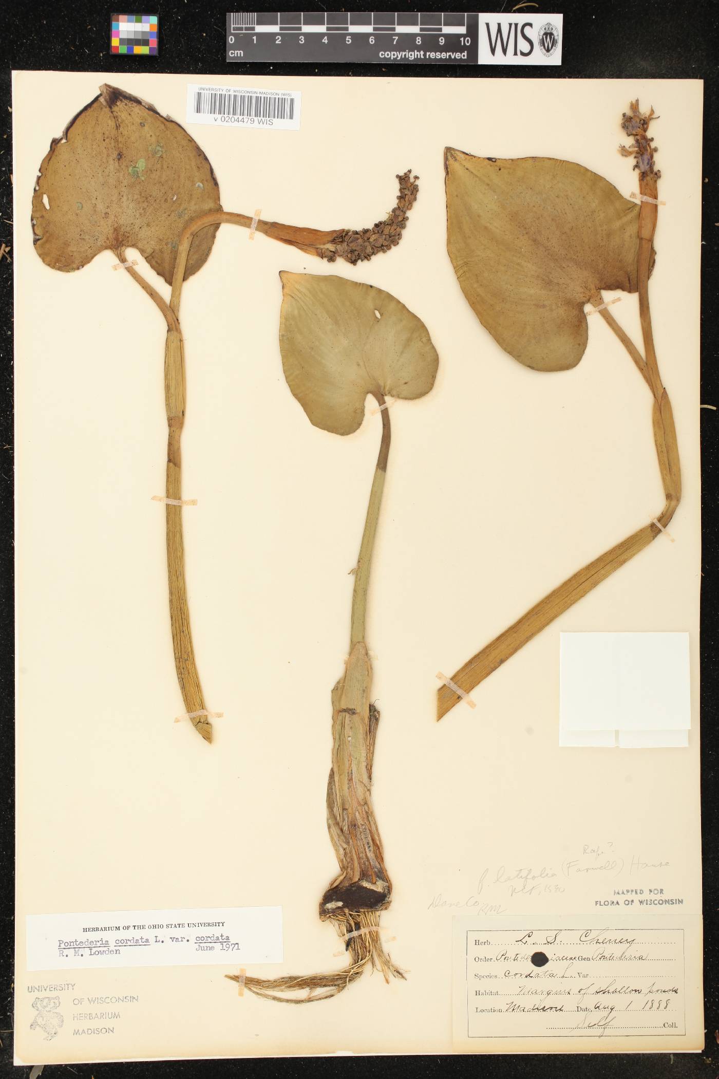 Pontederia cordata image